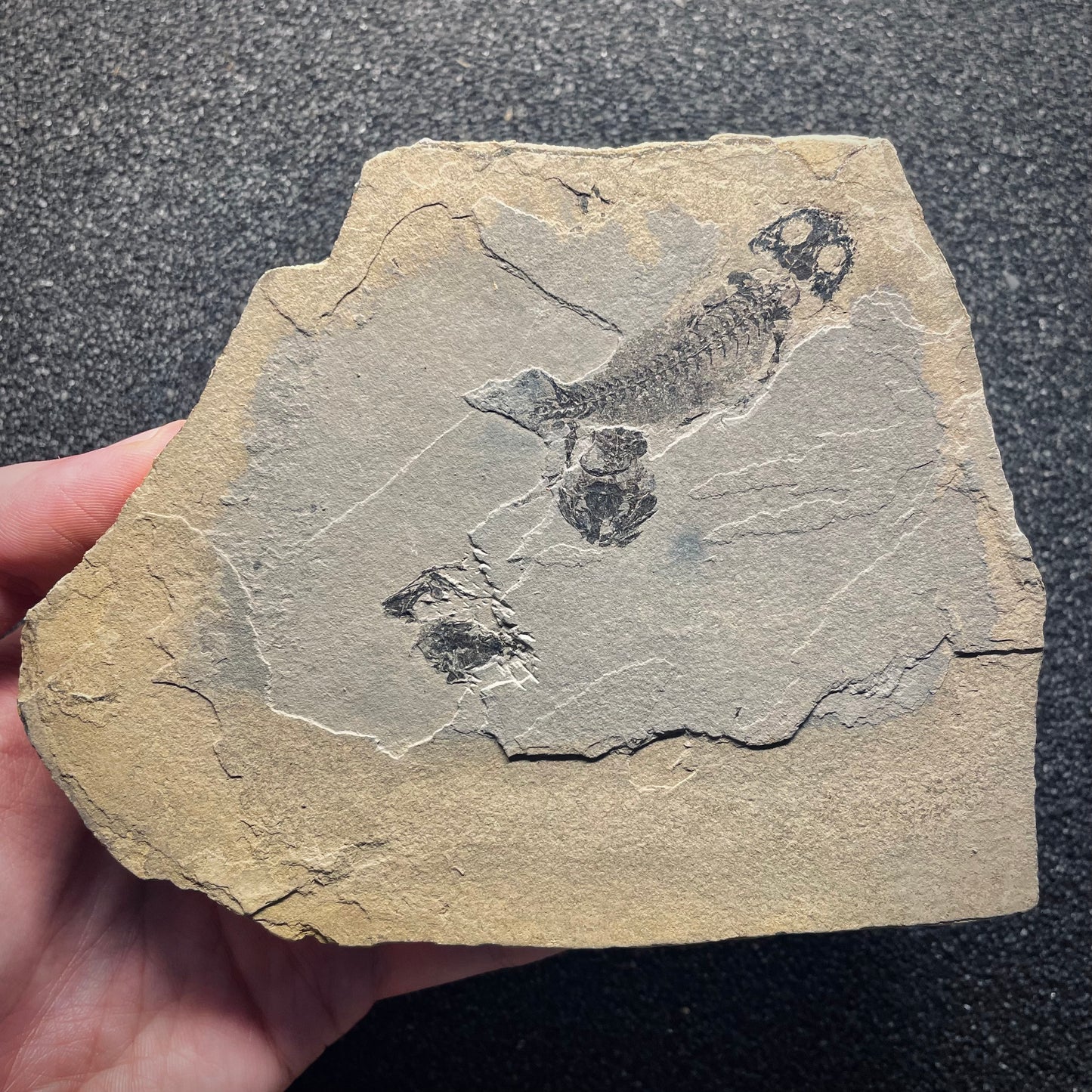 F1344 | Anfibio | Branchiosauridae indet.