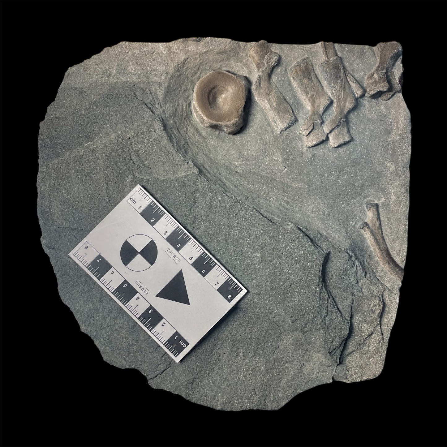 F2181 | Ittiosauro | Ichthyosauria indet.