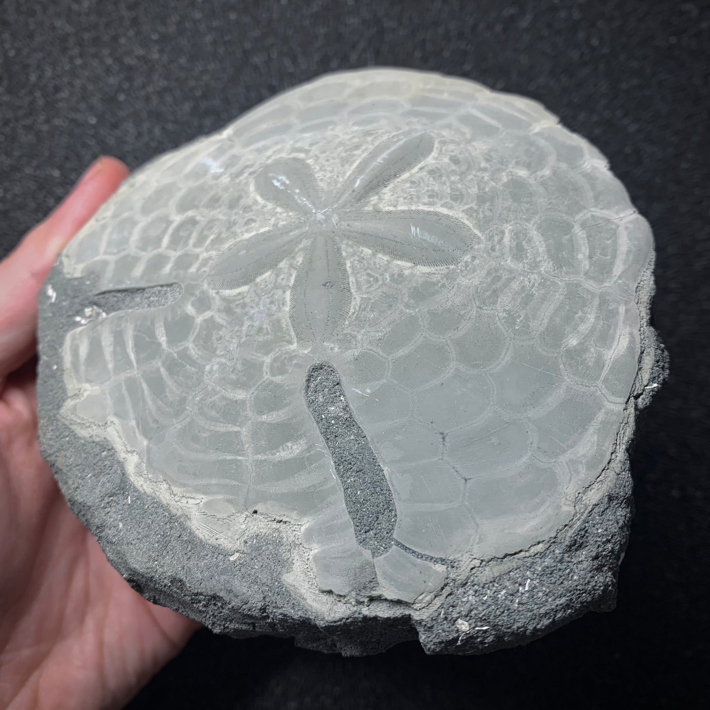 F745 | Riccio di mare | Echinodiscus sp.