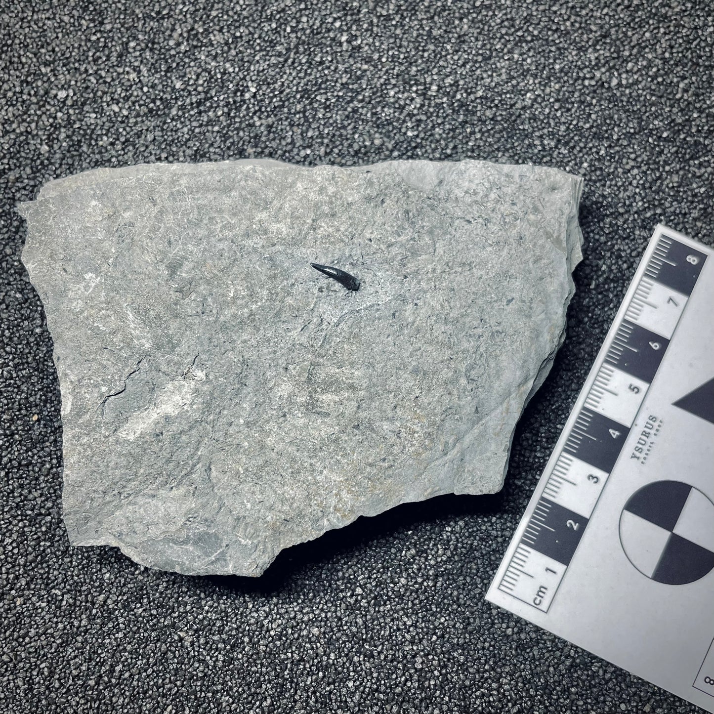 F1496 | Coccodrillo | Steneosaurus sp.