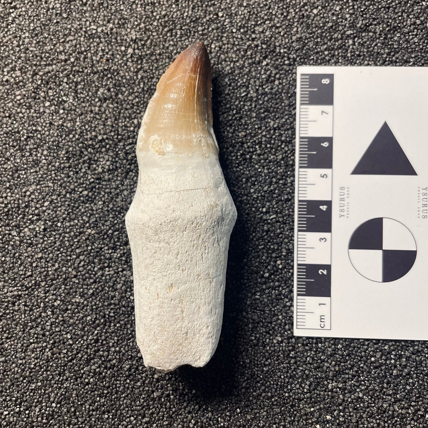 F2114 | Mosasauro | Prognathodon sp.