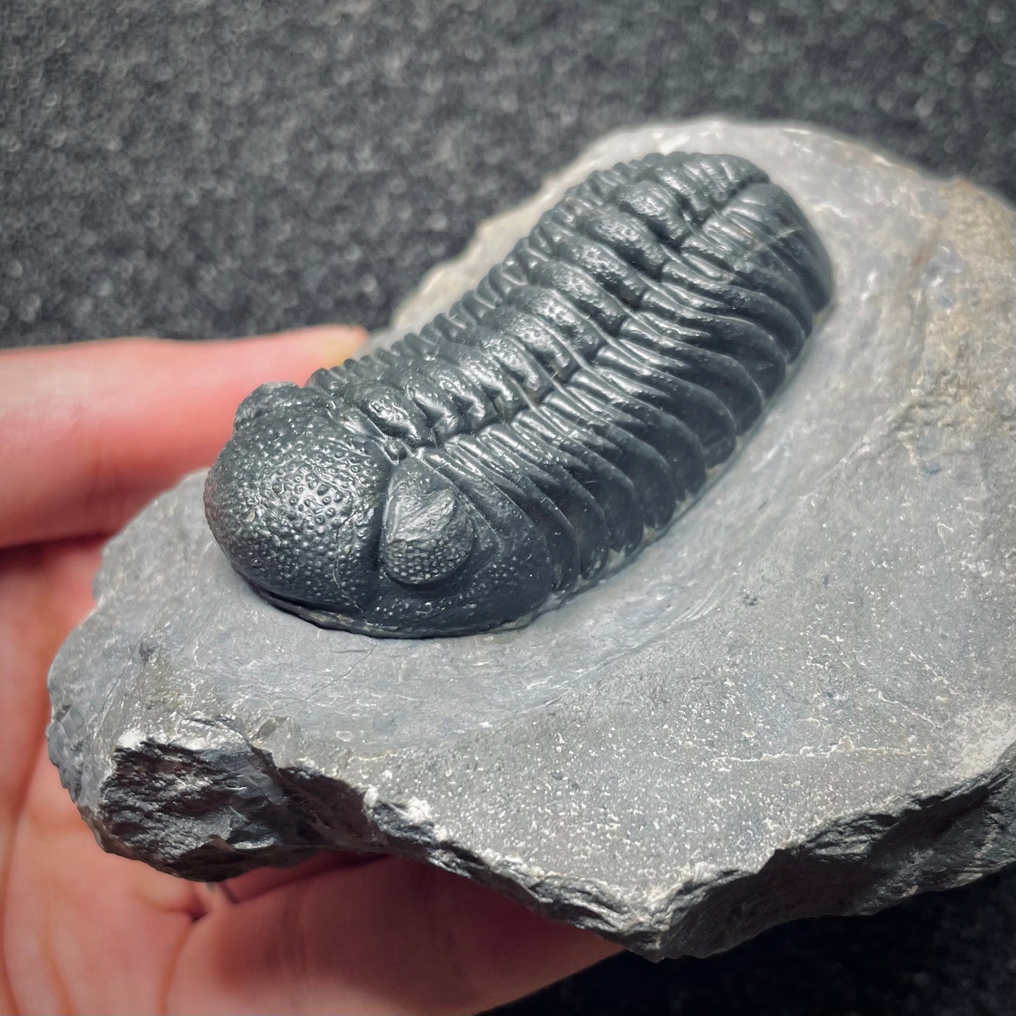 F1616 | Trilobite | Phacopidae indet.