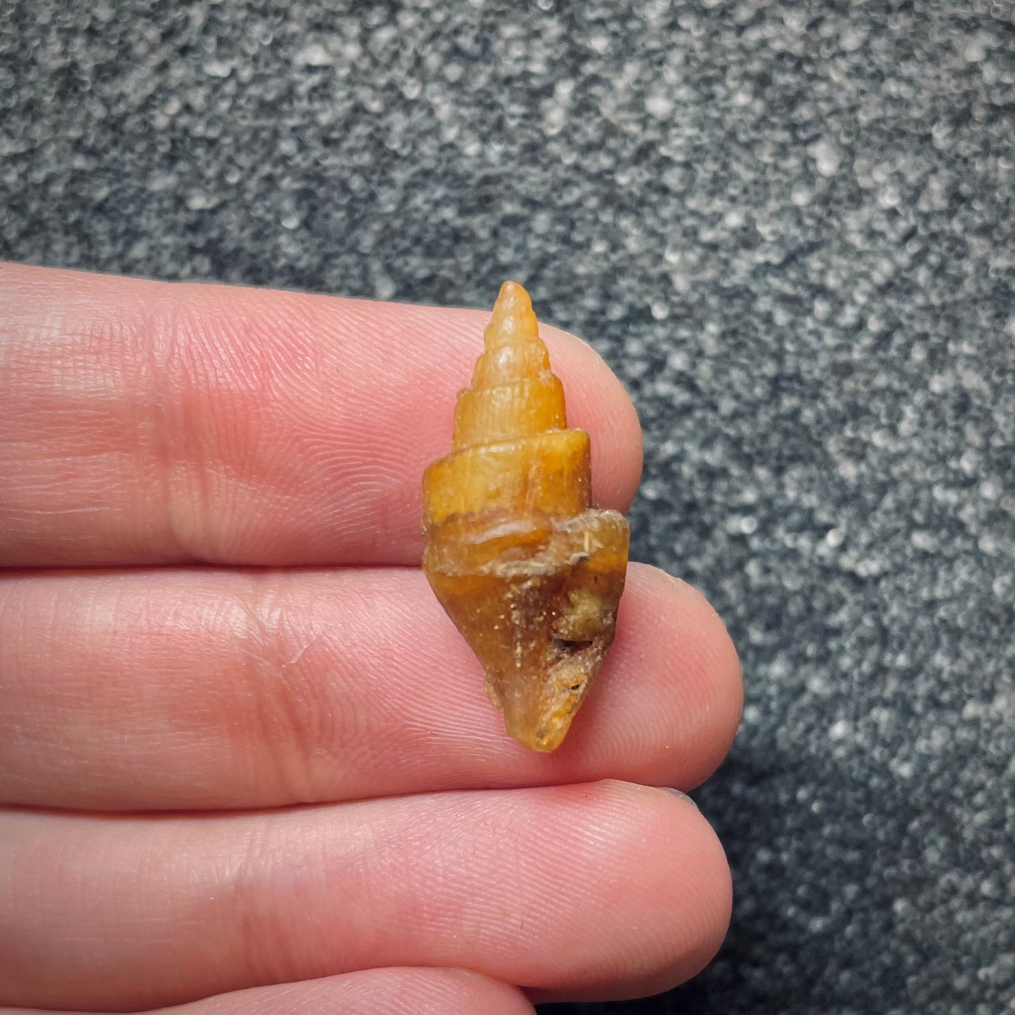 F1766 | Gasteropode | Gastropoda indet.