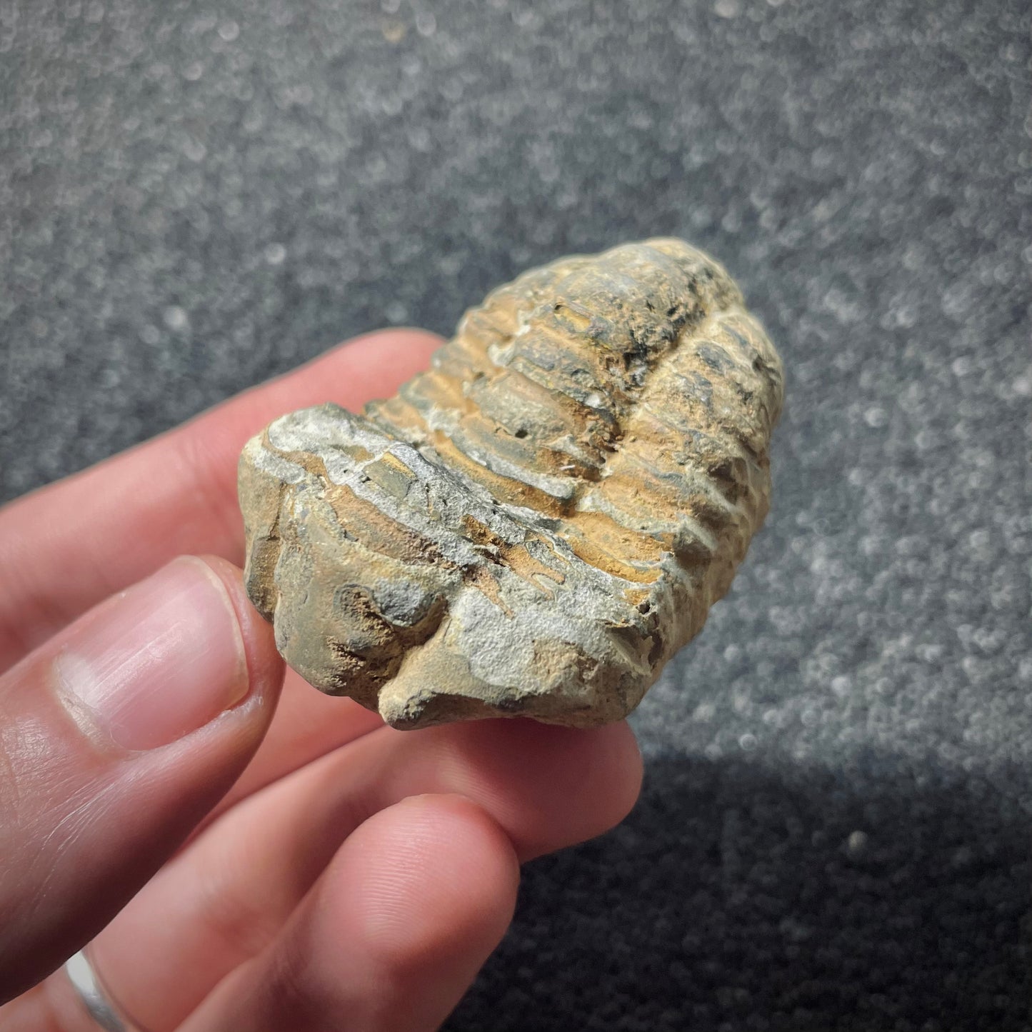 F1898 | Trilobite | Flexicalymene sp.