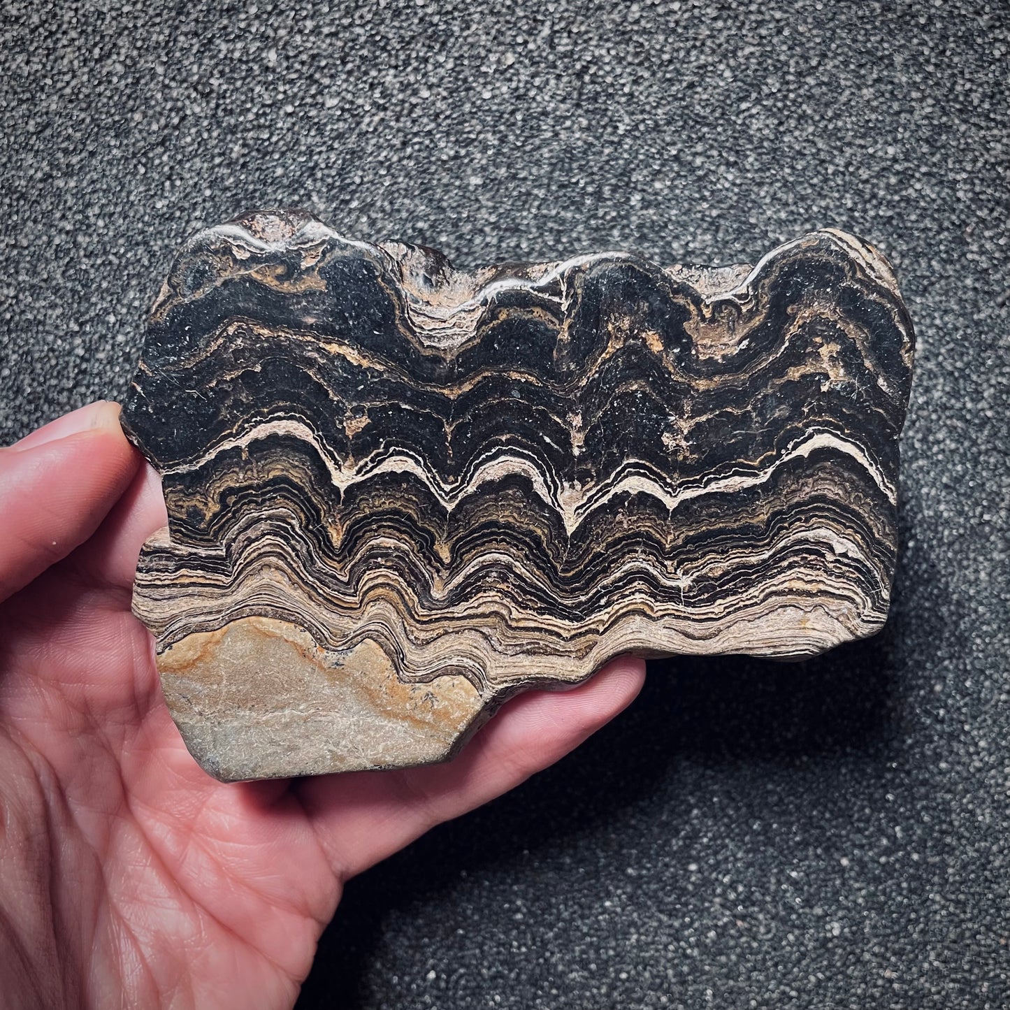 F1715 | Stromatolite | Stromatolite indet.