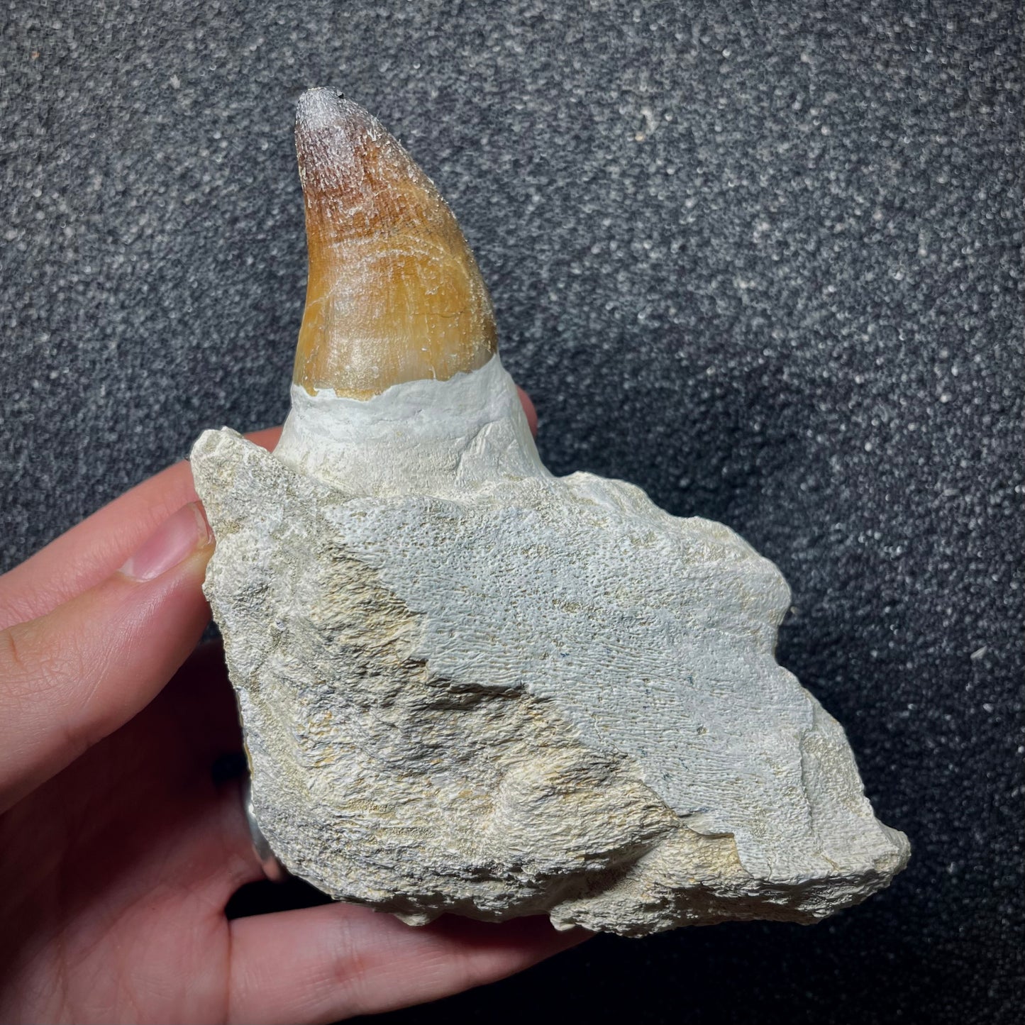 F1987 | RARO | Mosasauro | Prognathodon curii