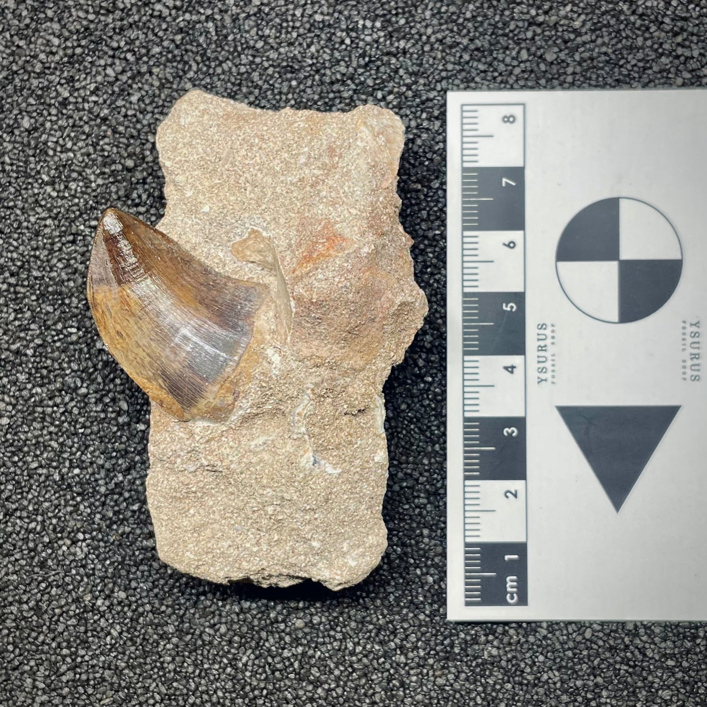 F2698 | Mosasauro | Mosasauridae indet.