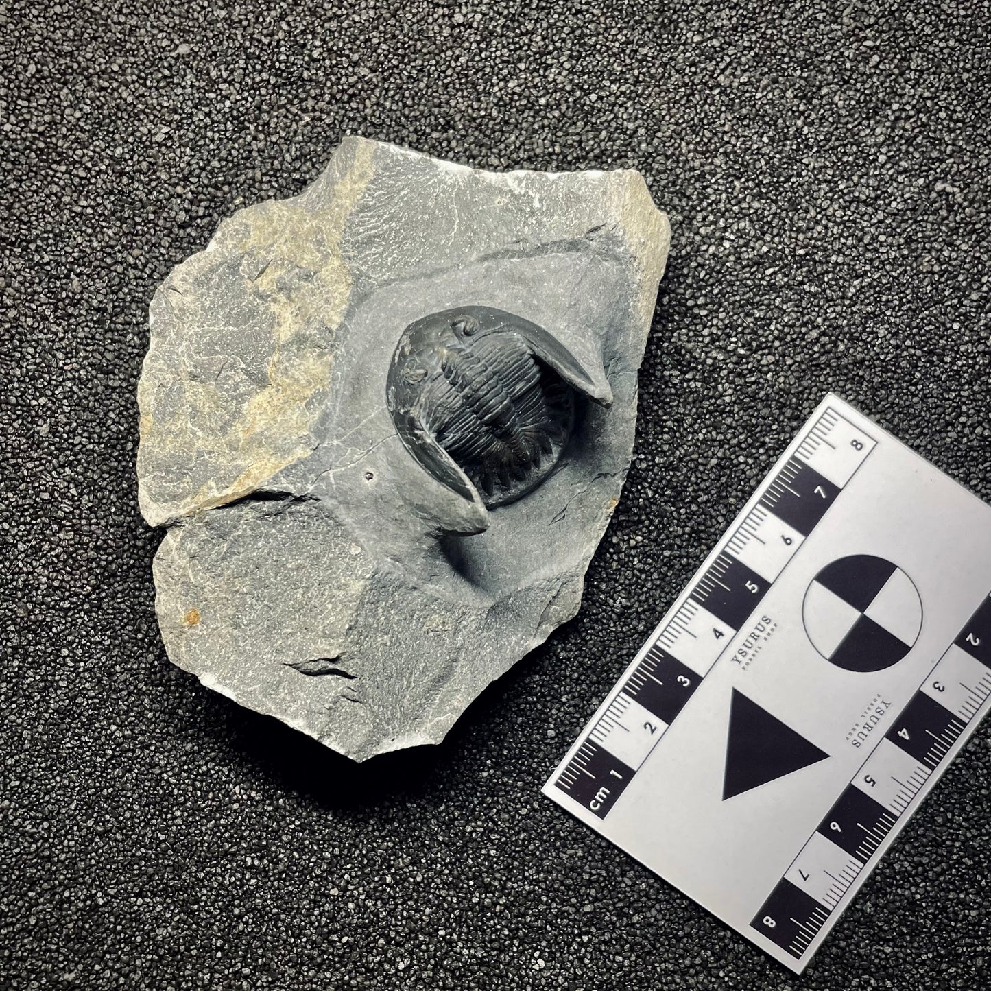 F2150 | Trilobite | Mrakibina cattoi