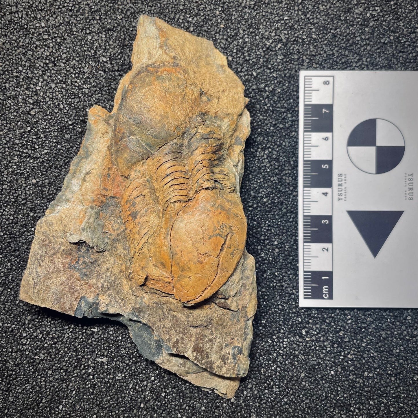 F1599 | Trilobite | Ectillaenus giganteus