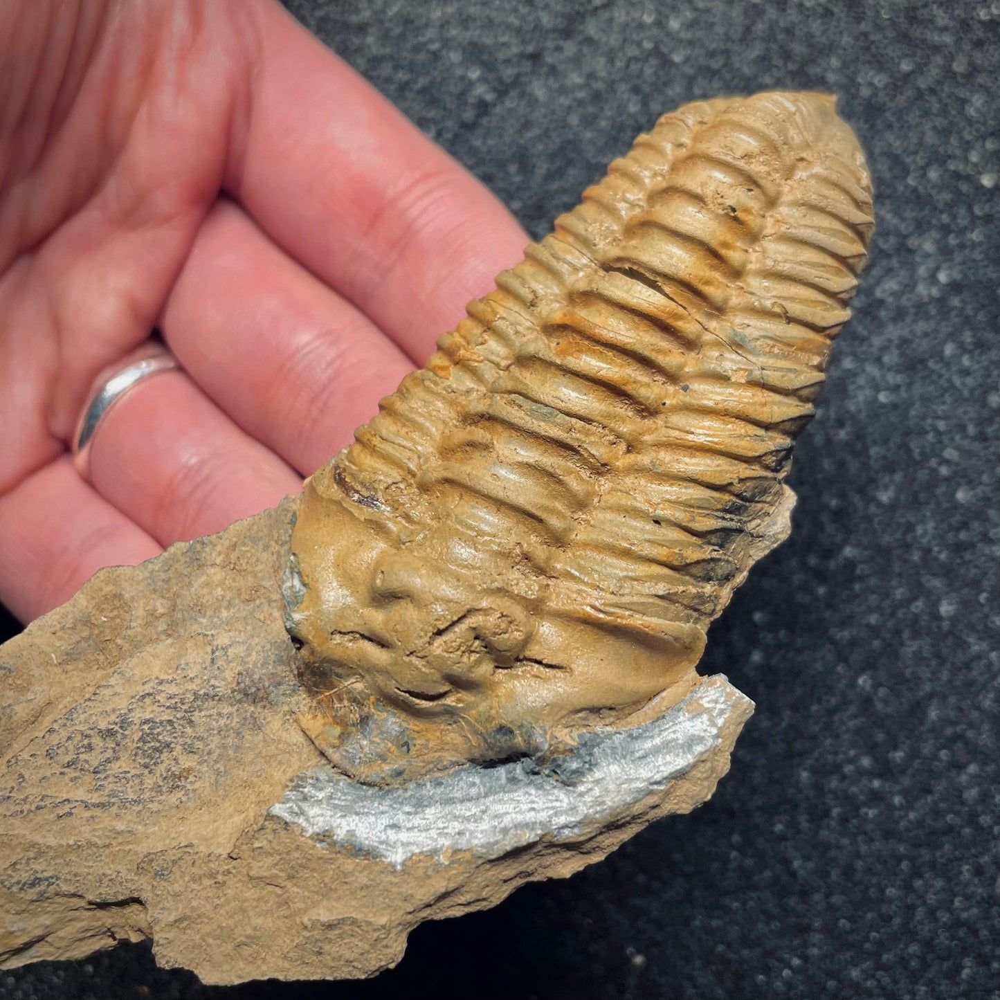 F1592 | Trilobite | Neseuretus tristani
