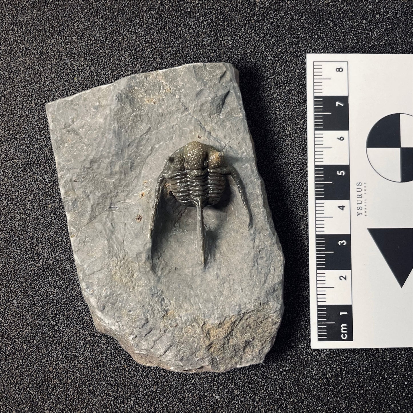 F2586 | Trilobite | Cyphaspis sp.