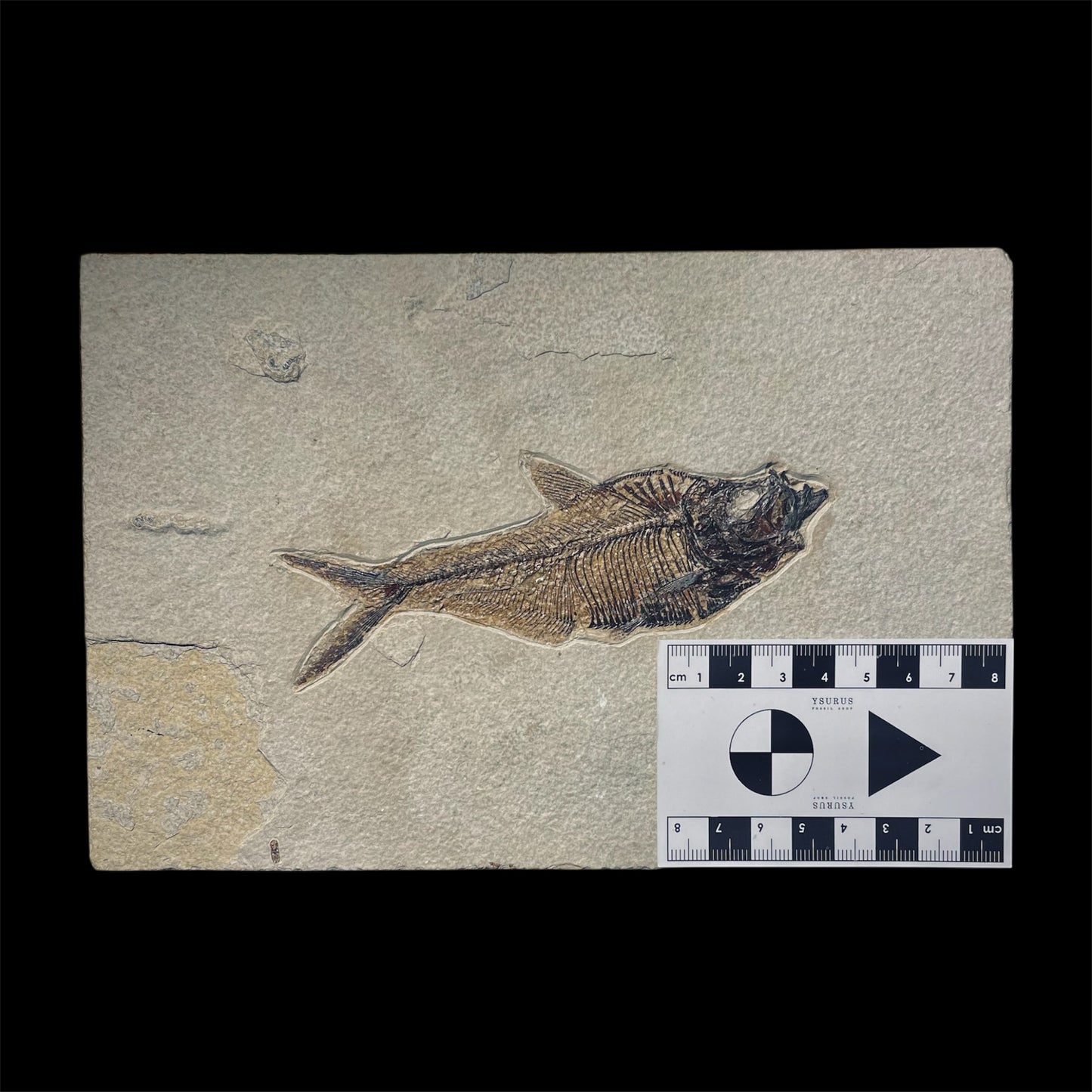 F1962 | Pesce | Diplomystus dentatus