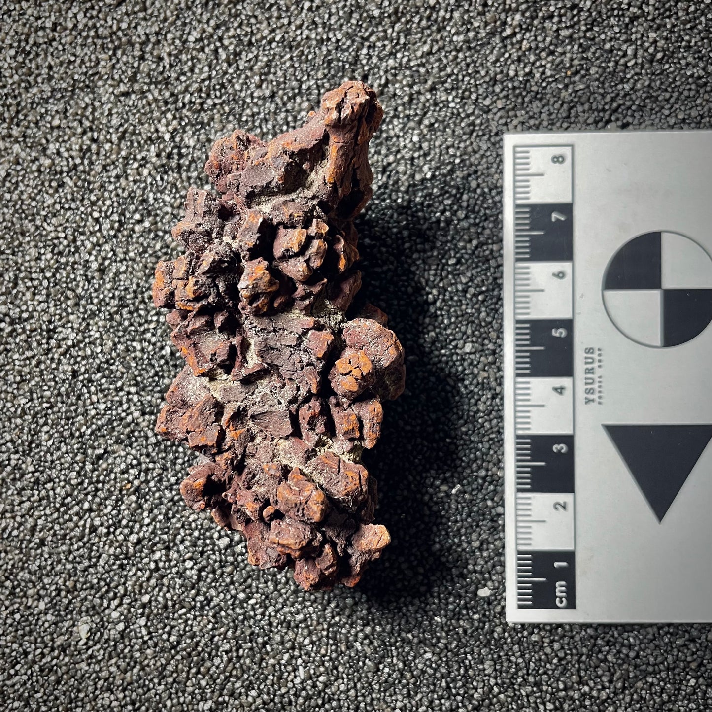 F2065 | Coprolite - Cololite | Testuggine
