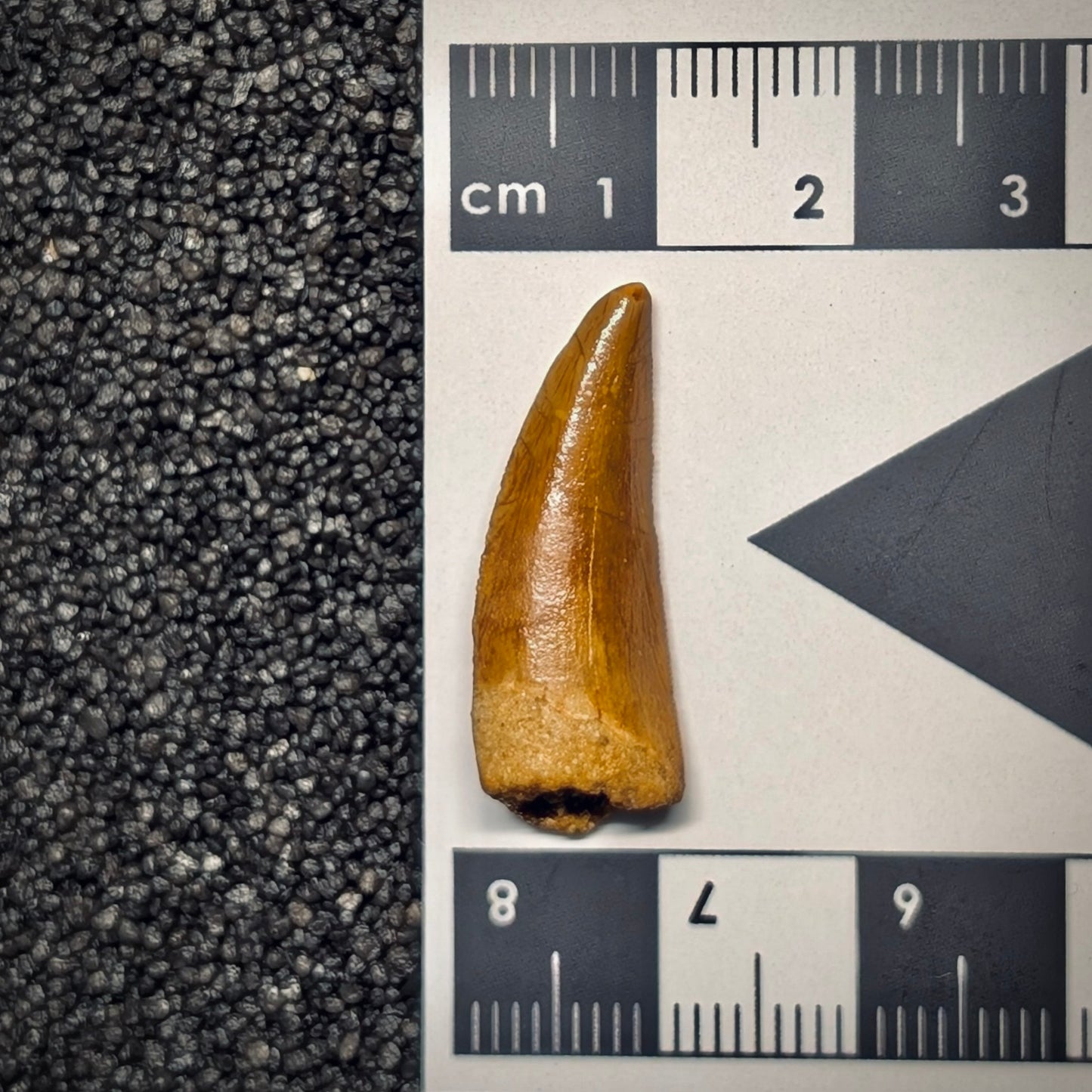F2797 | Dinosauro | Abelisauridae indet.