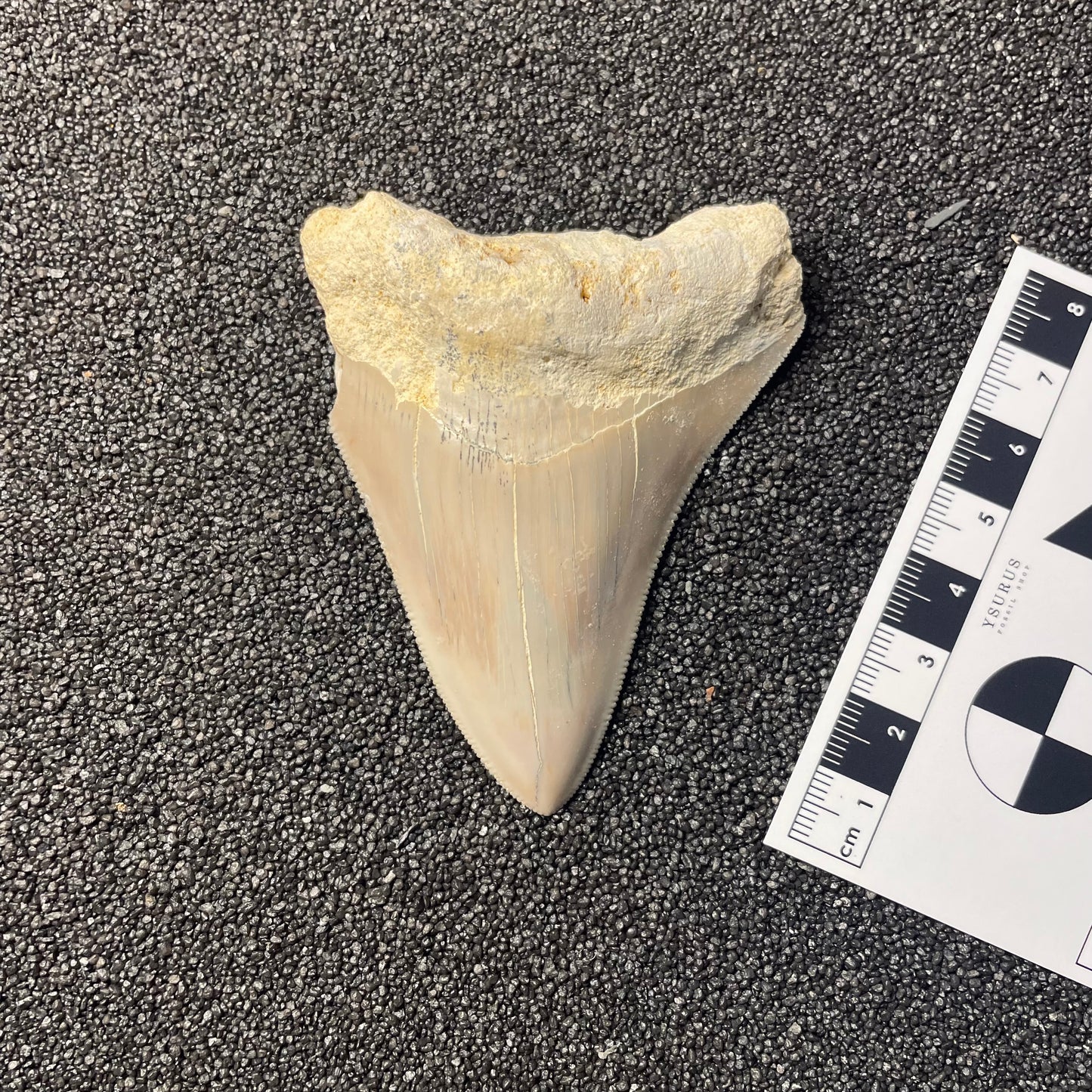 F2434 | RARO | Squalo | Otodus megalodon