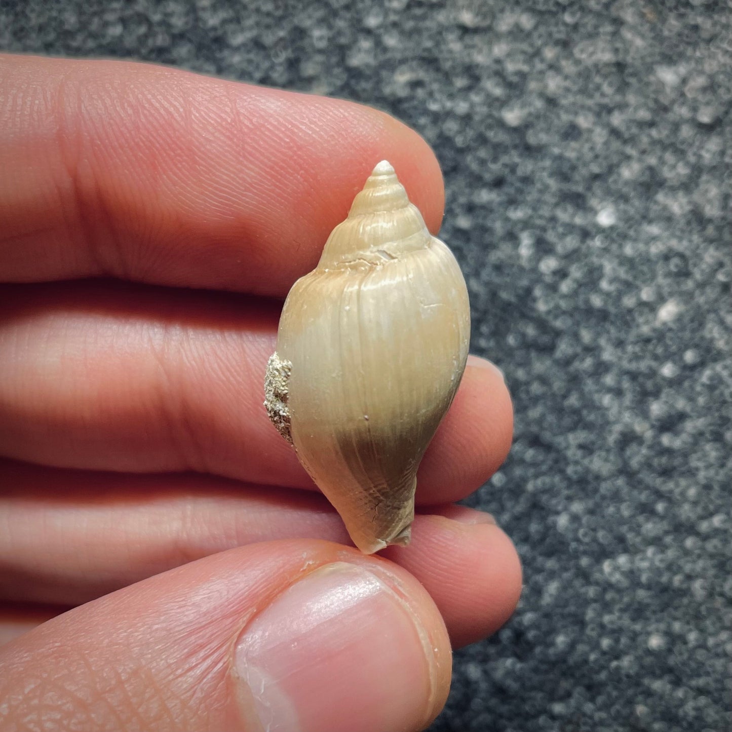 F1411 | Gasteropode | Cryptochorda stromboides