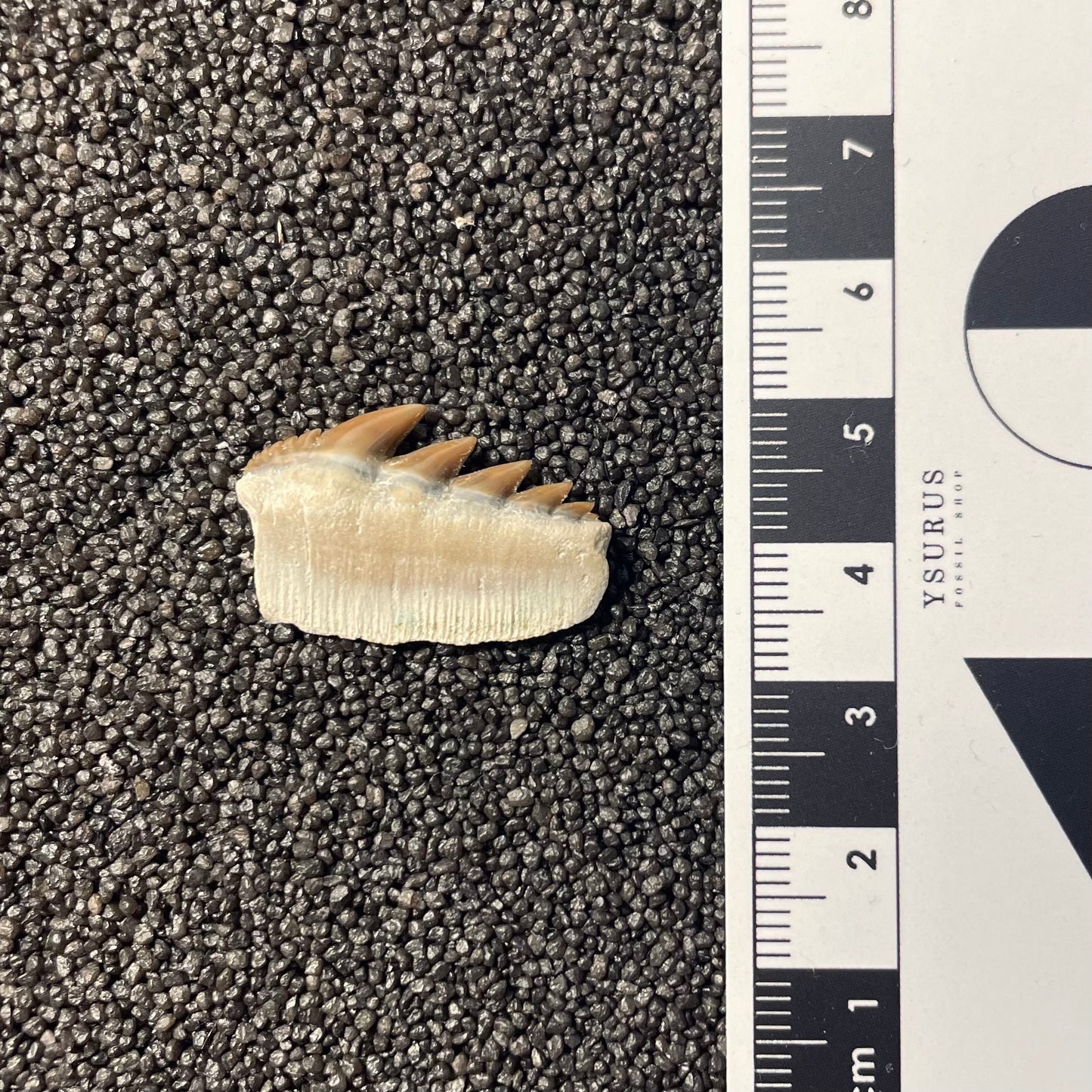 F2308 | RARO | Squalo | Notorynchus kempi