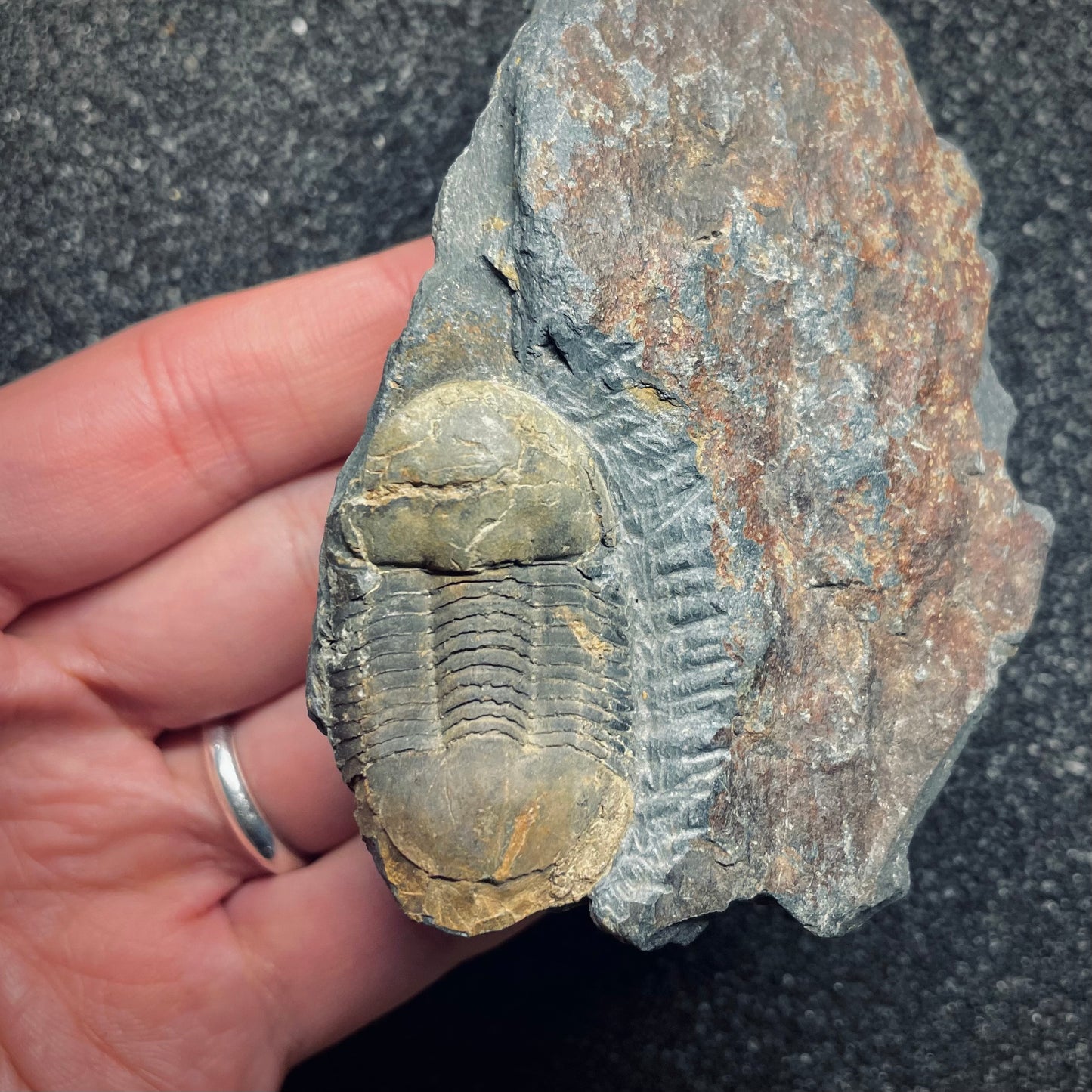 F1597 | Trilobite | Ectillaenus giganteus