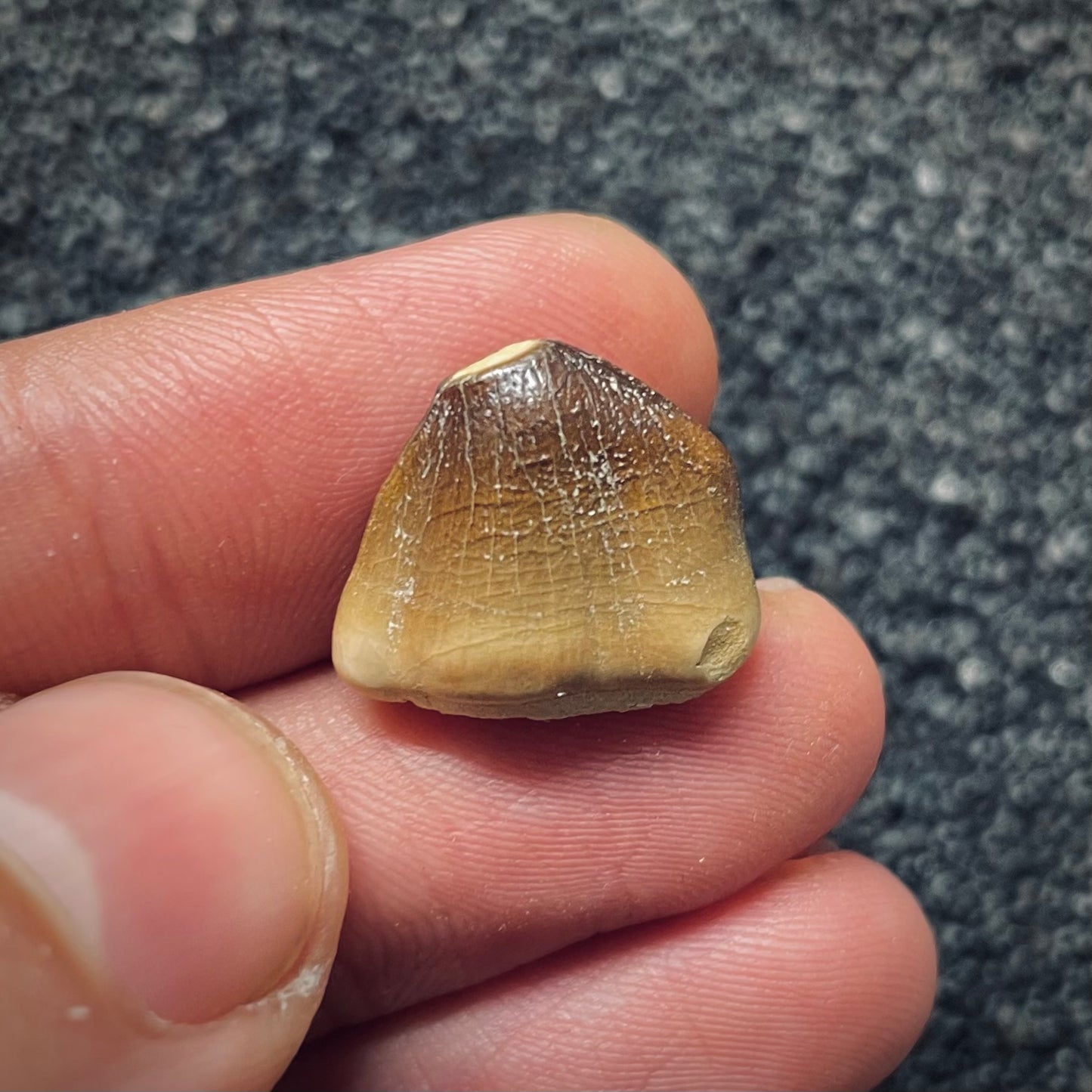 F1193 | RARO | Mosasauro | Carinodens belgicus