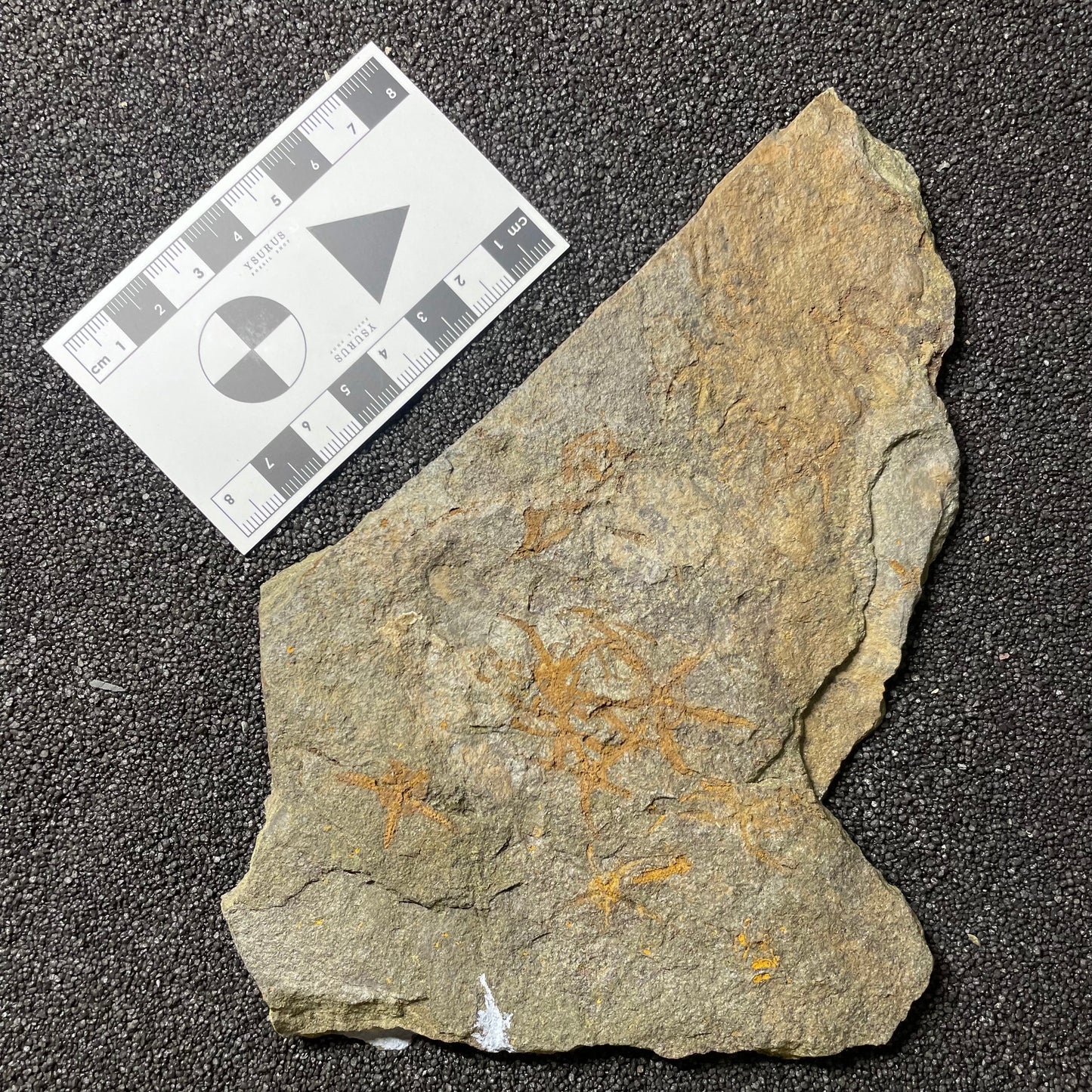 F2500 | Stella marina | Ophiuridae indet.