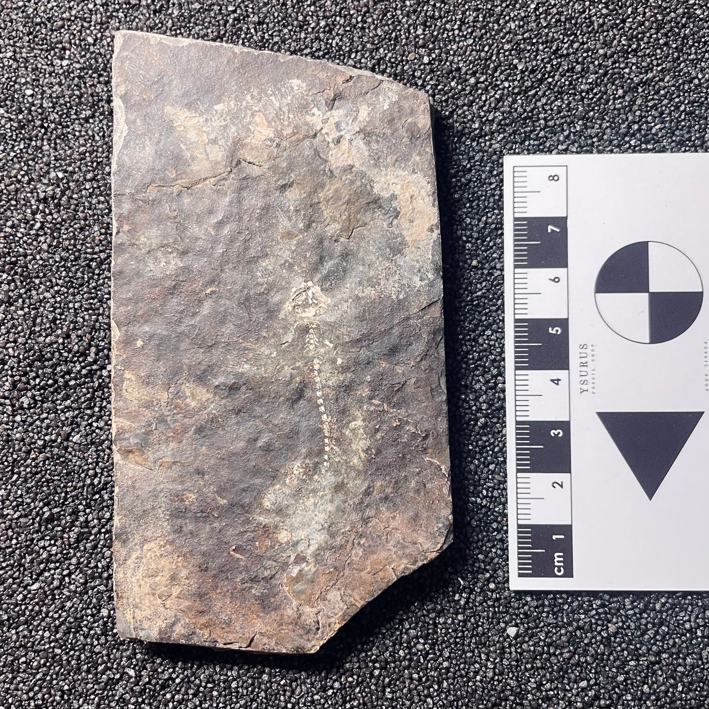 F2110 | Anfibio | Branchiosauridae indet.