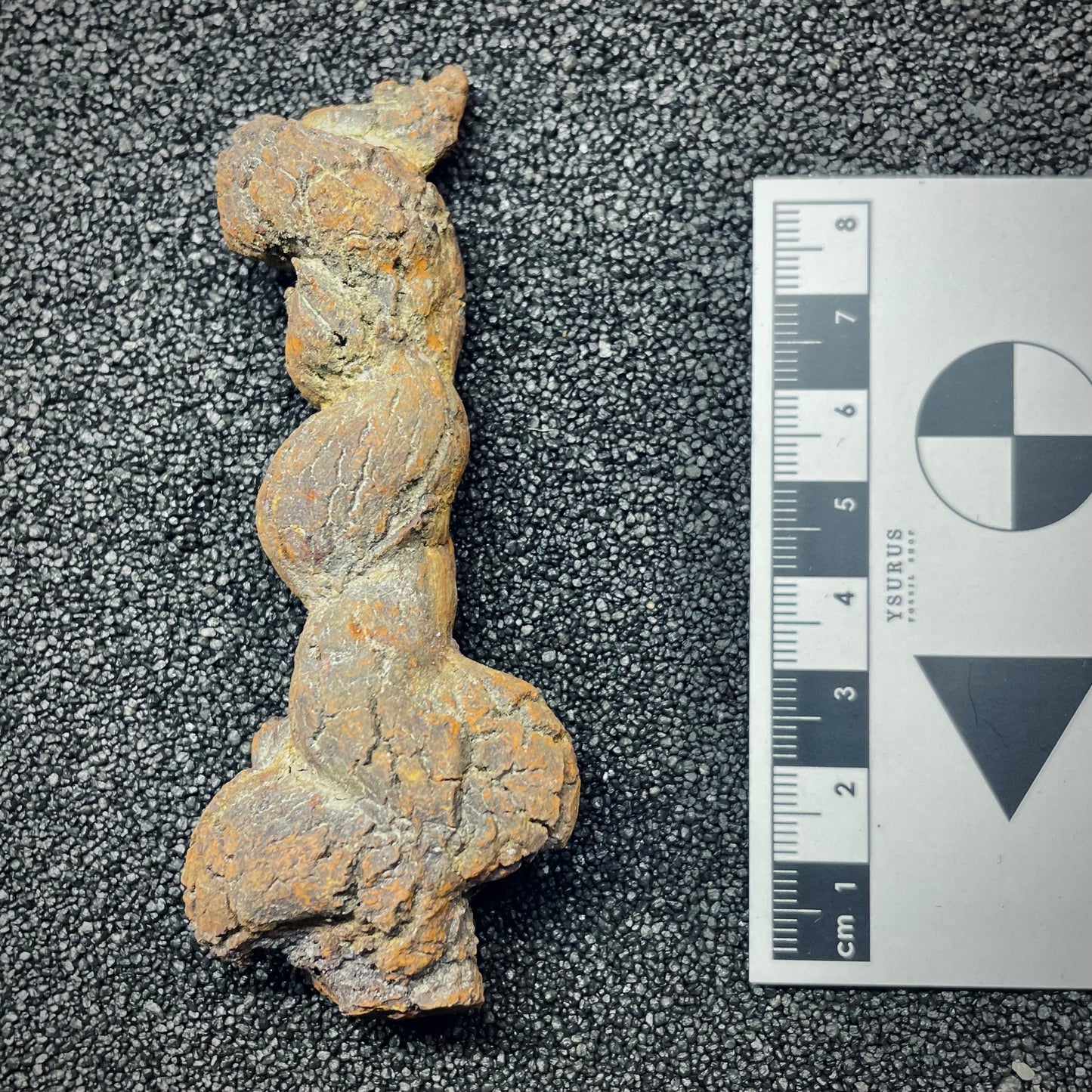 F2763 | Coprolite - Cololite | Testuggine