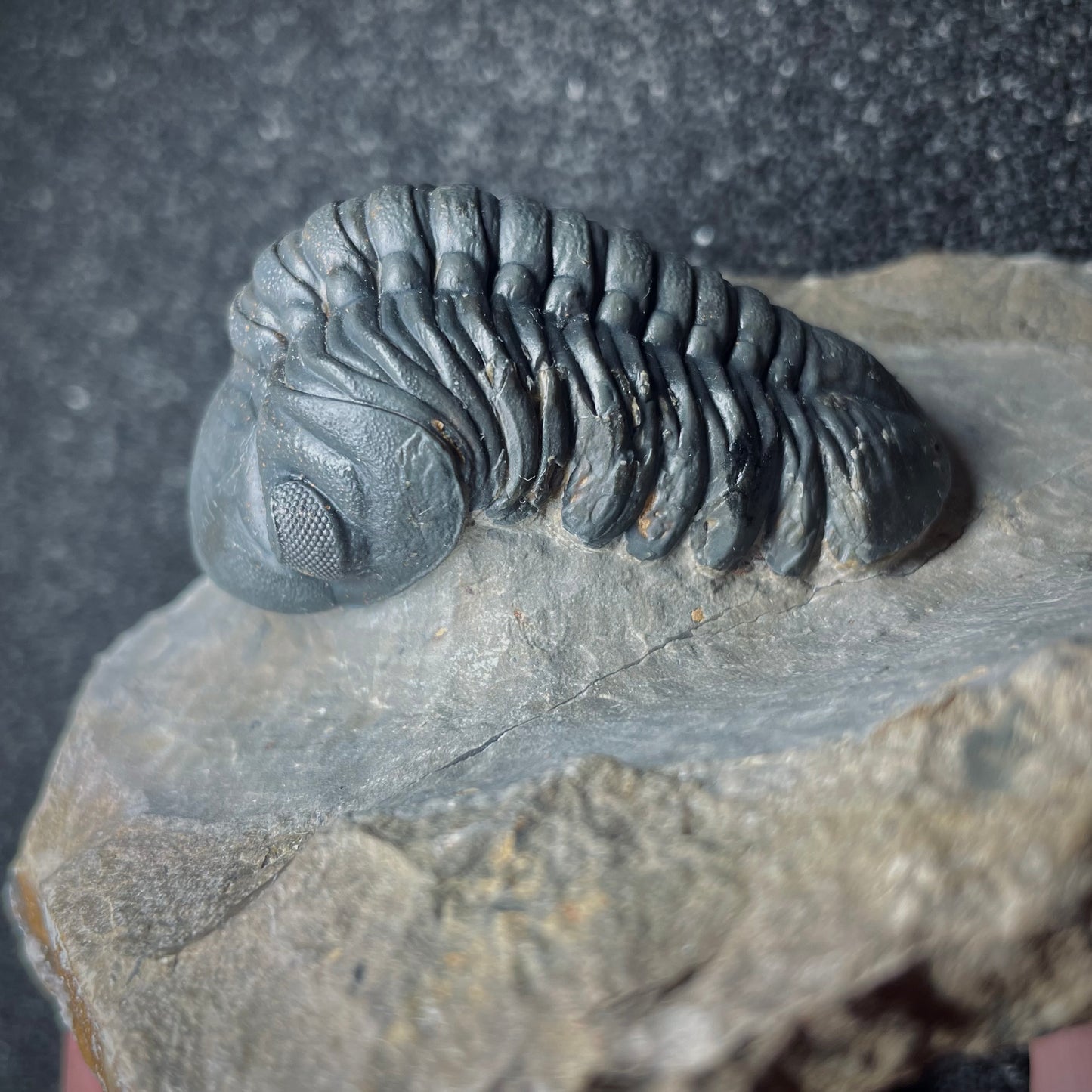 F1890 | Trilobite | Phacopidae indet.