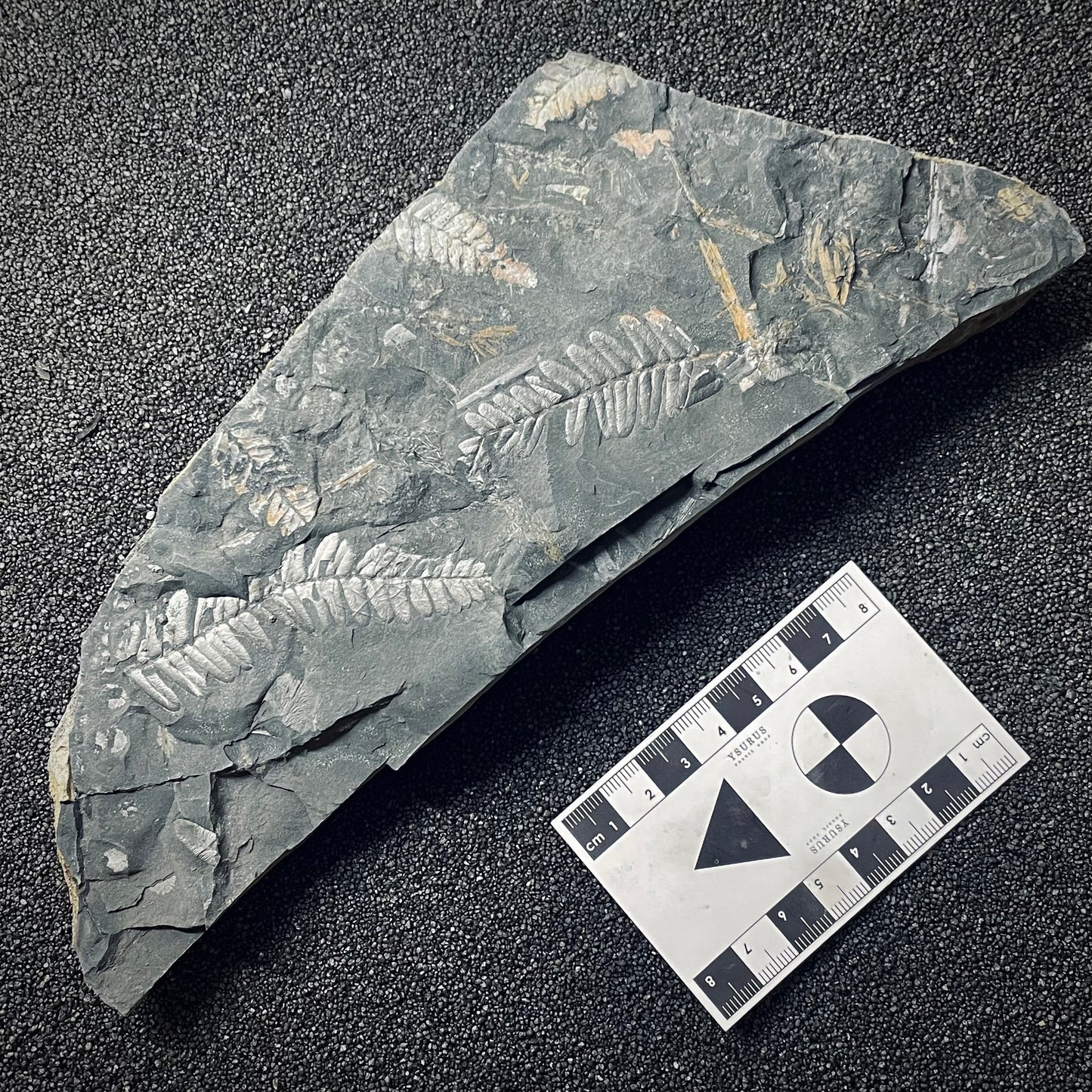 F2041 | Pianta | Neuropteris sp.