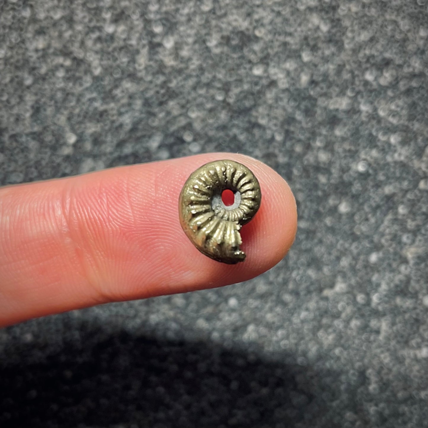 F1762 | Ammonite | Amaltheidae indet.