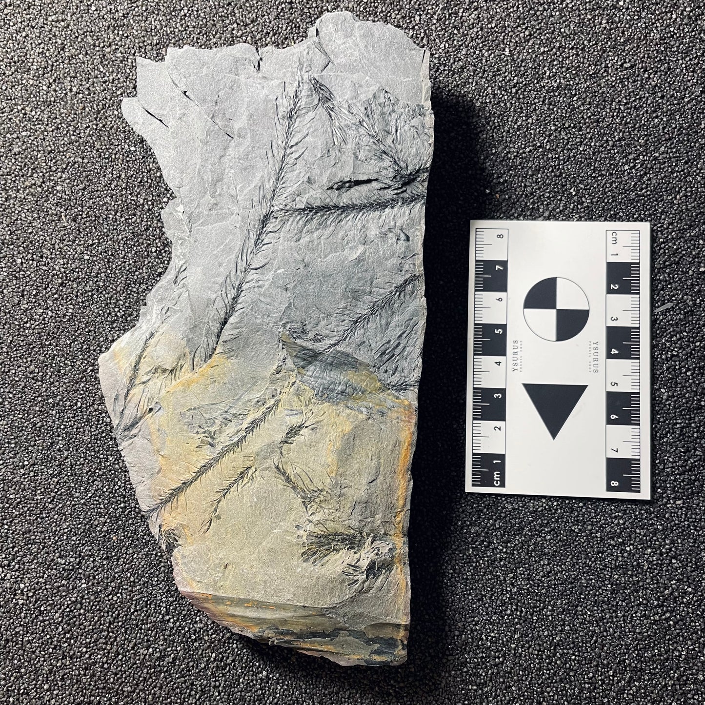 F2491 | Pianta | Lepidodendrales indet.