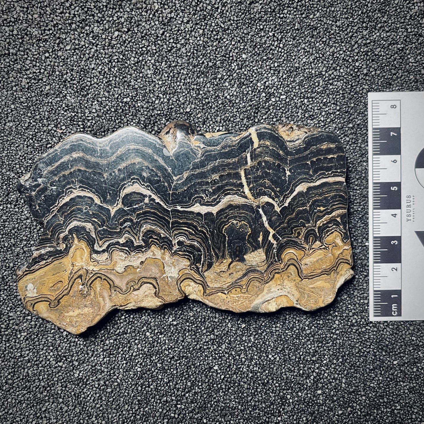 F1714 | Stromatolite | Stromatolite indet.