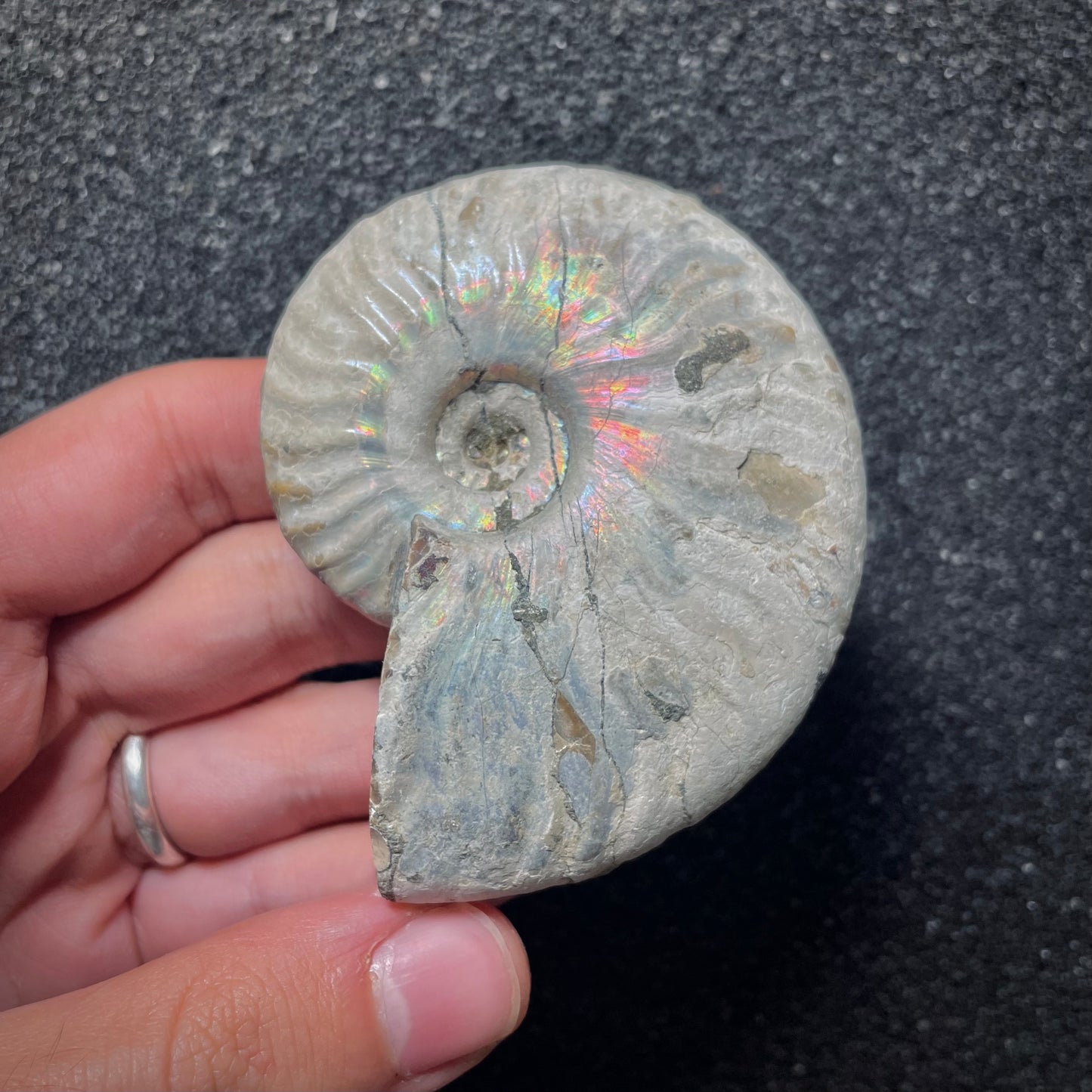 F2016 | Ammonite | Cleoniceras sp.