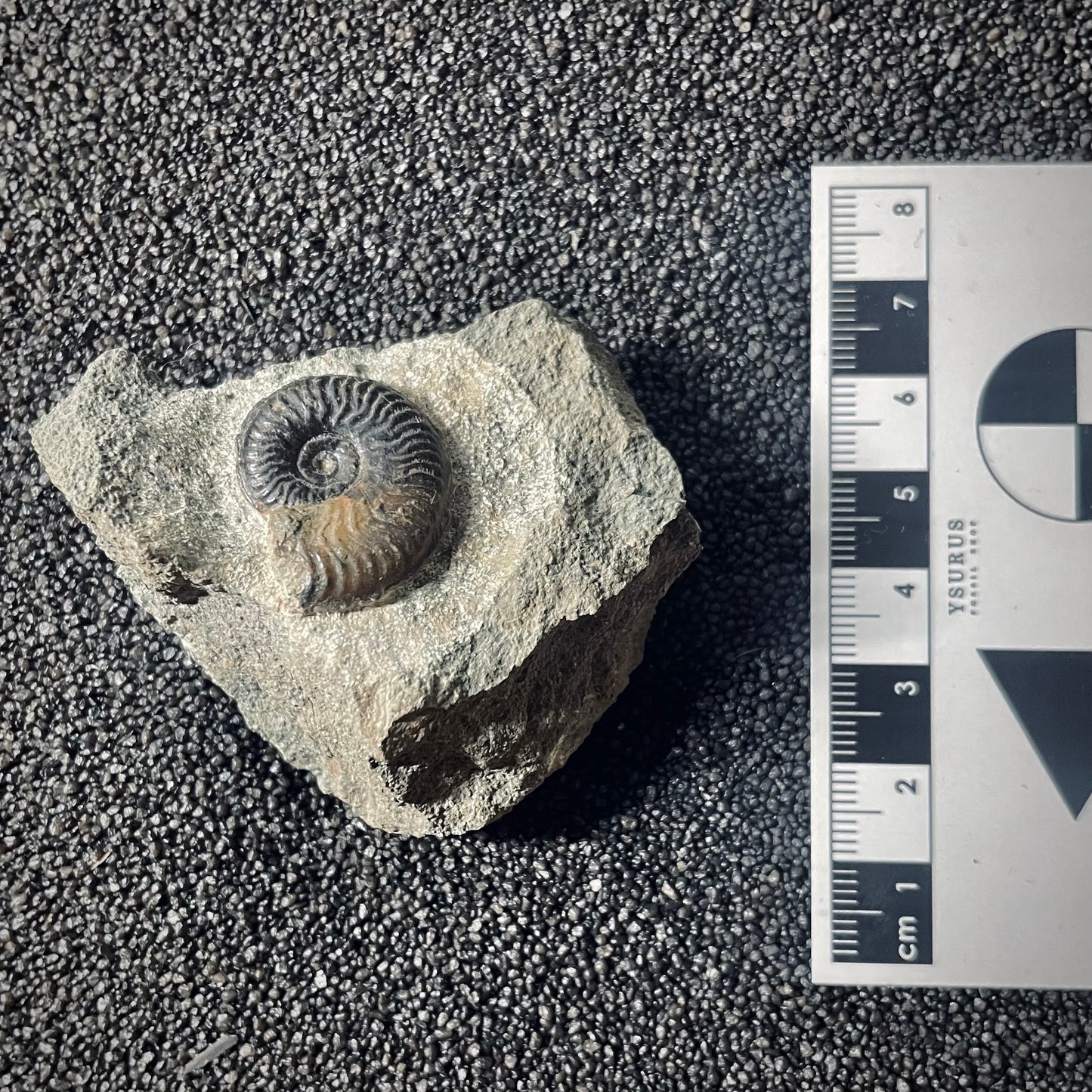 F2574 | Ammonite | Graphoceratidae indet.