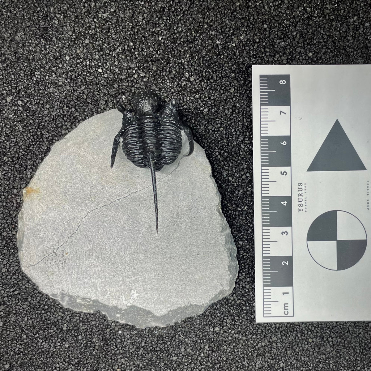 F3009 | Trilobite | Cyphaspis sp.