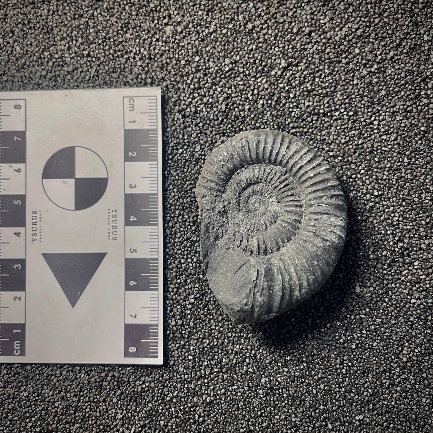 F2024 | Ammonite | Perisphinctidae indet.