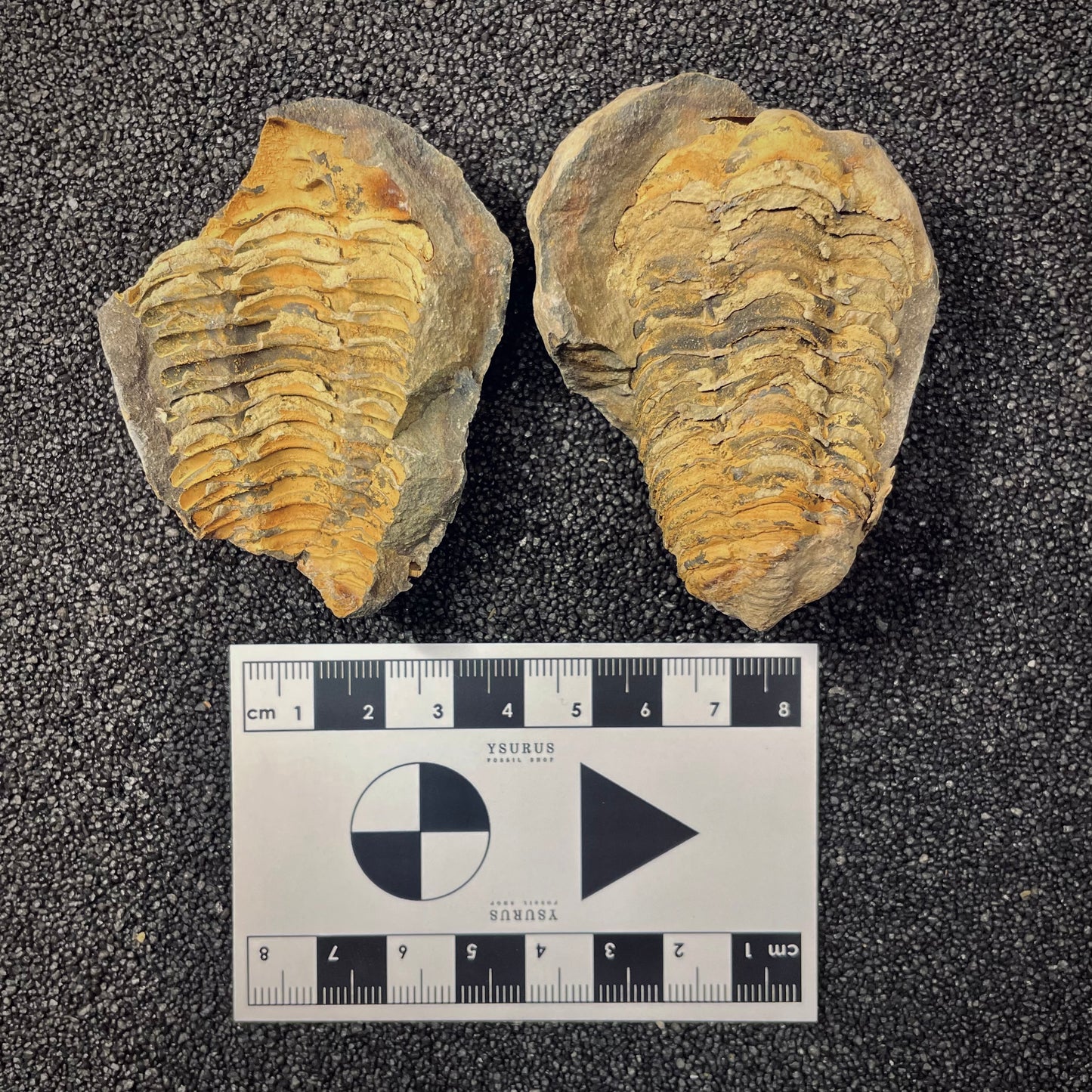 F2625 | Trilobite | Flexicalymene sp.