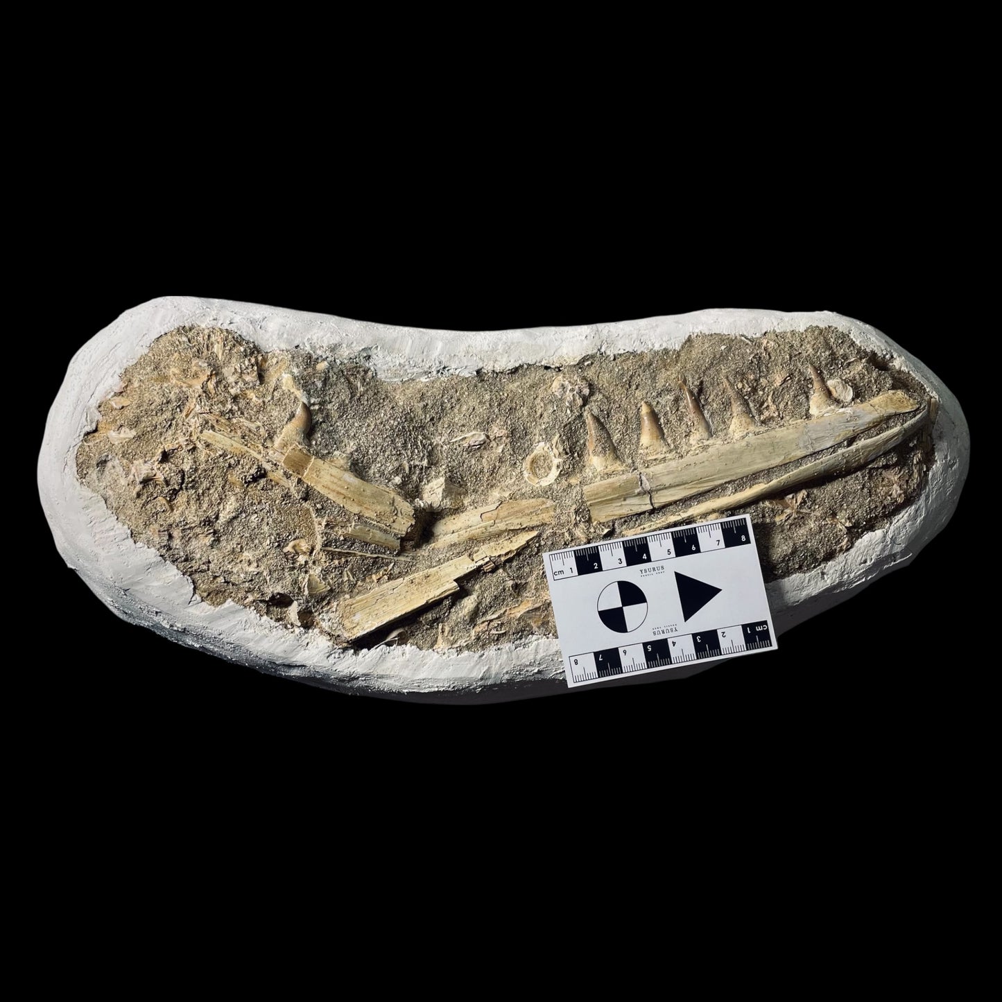 FNP22 | Fossile da preparare | Mosasauro | Mosasauridae indet.