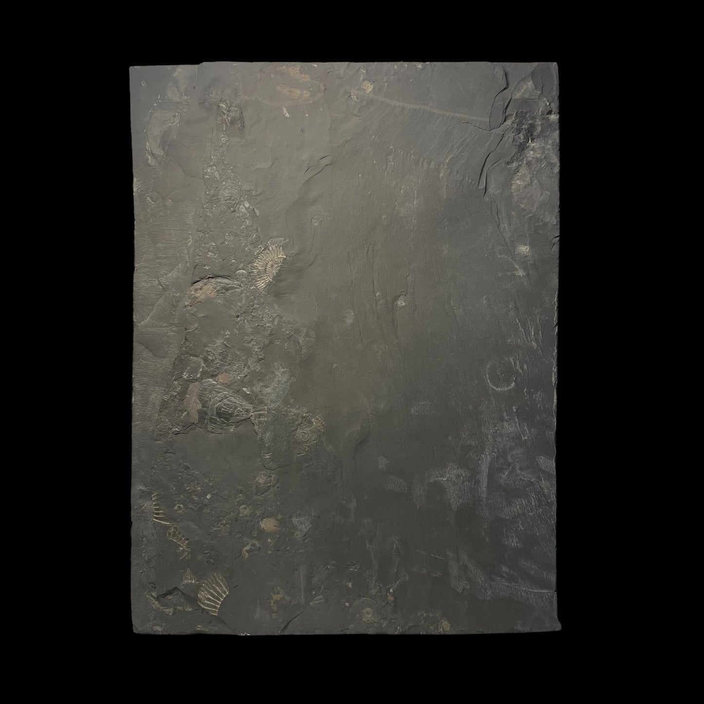 F1472 | Ammonite | Harpoceras falcifer