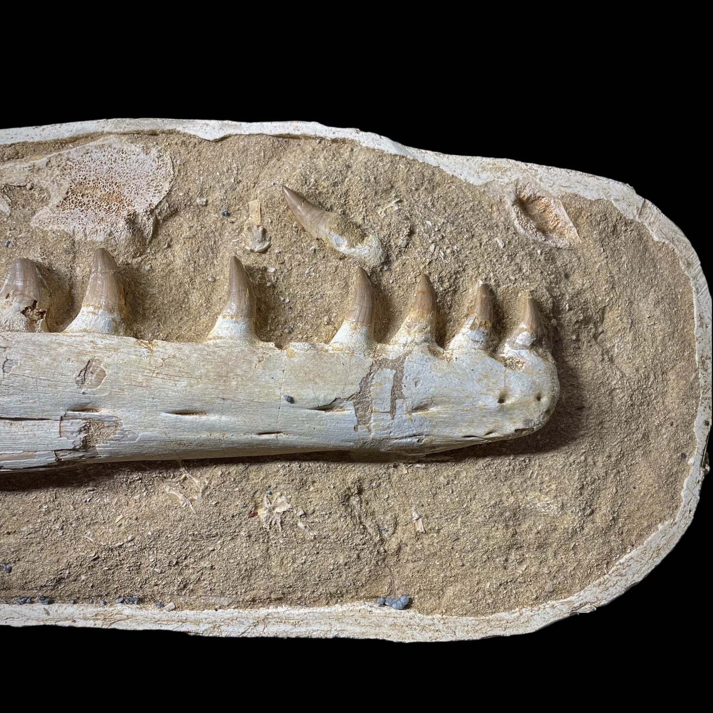 F1986 | Mosasauro | Prognathodon sp.