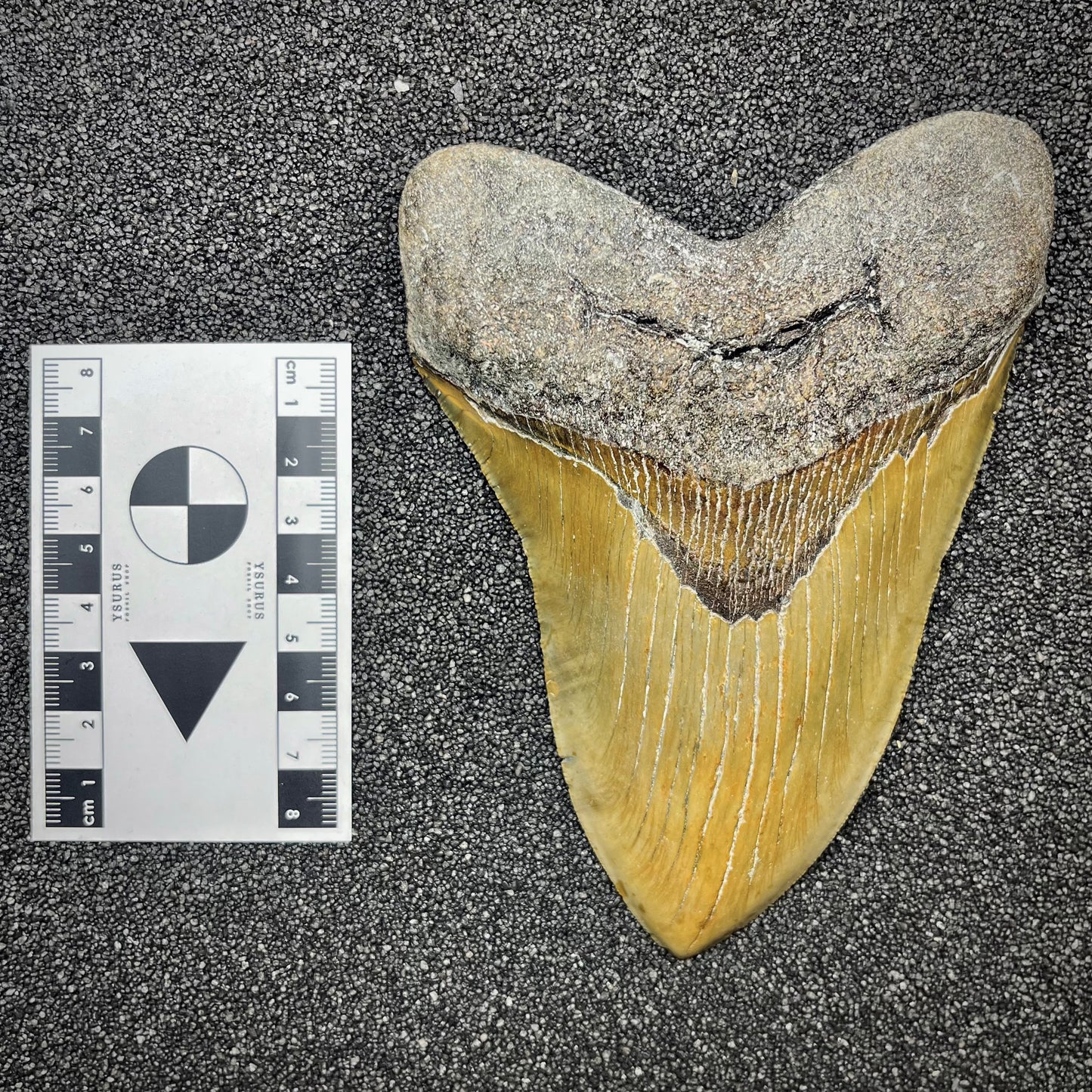 F2933 | Squalo | Otodus megalodon
