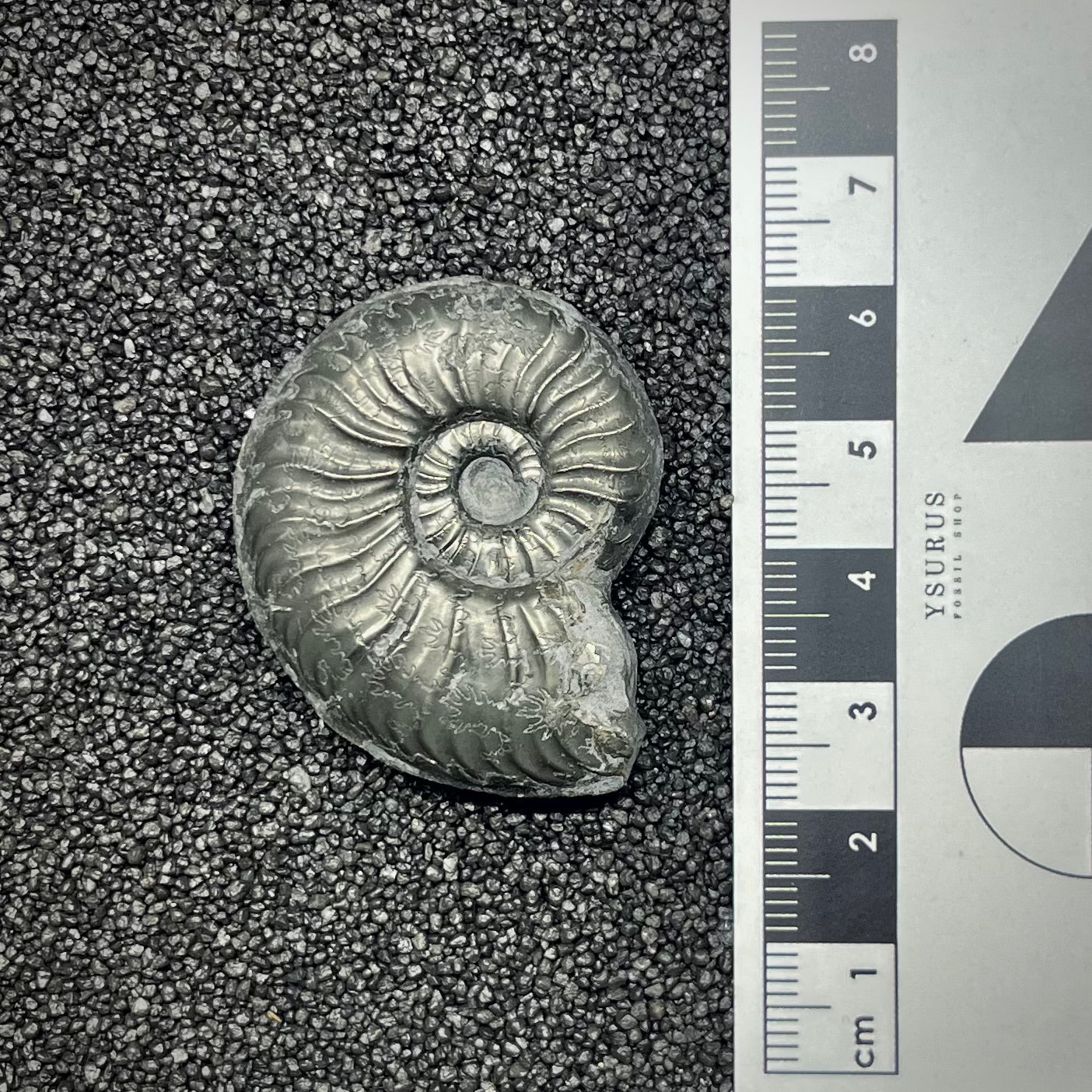 F2890 | Ammonite | Graphoceratidae indet.