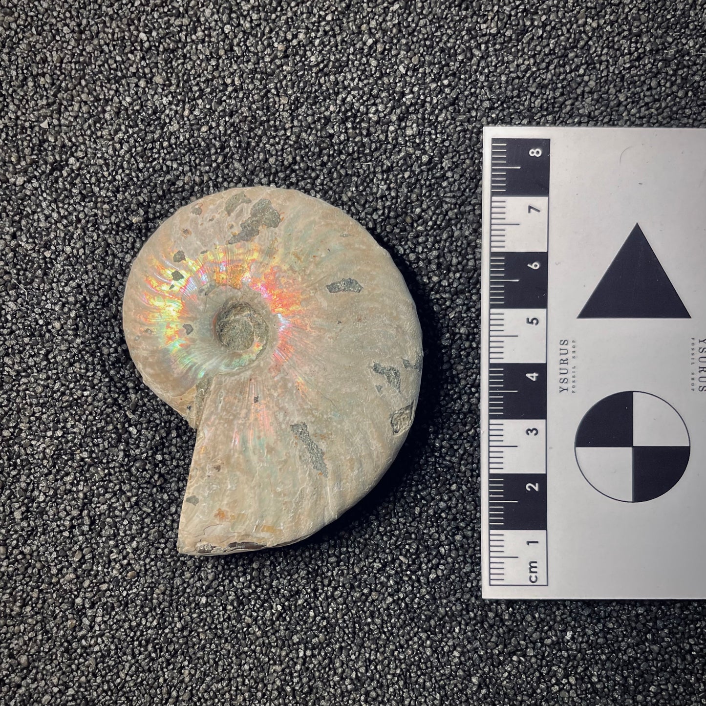 F1871 | Ammonite | Cleoniceras sp.