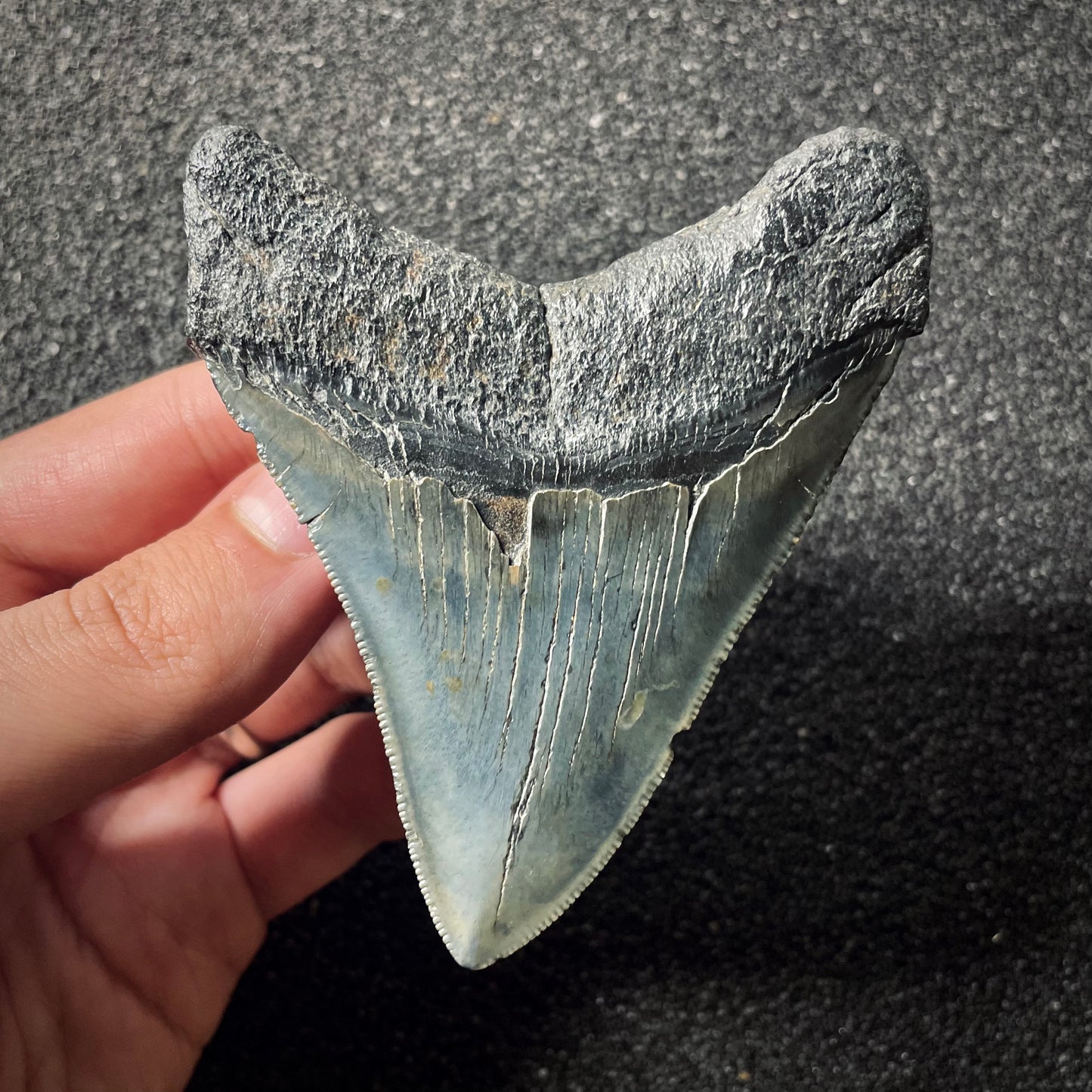 F1996 | Squalo | Otodus megalodon