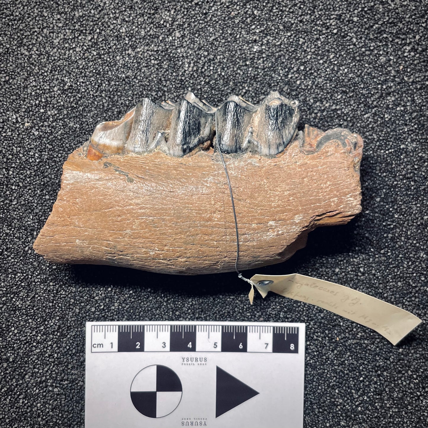 F1561 | Cervo gigante | Megaloceros giganteus