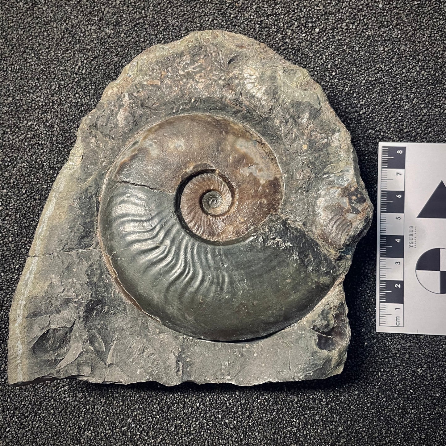 F1983 | Ammonite | Harpoceras sp.