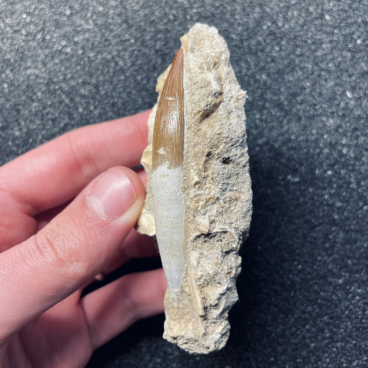 F1831 | RARO | Elasmosauro | Zarafasaura oceanis