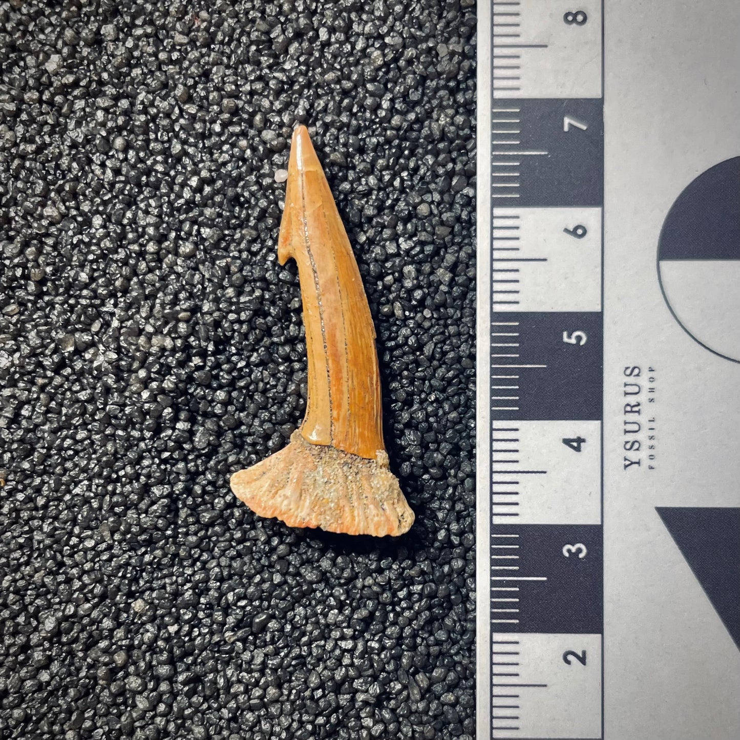 F1704 | Pesce | Onchopristis sp.