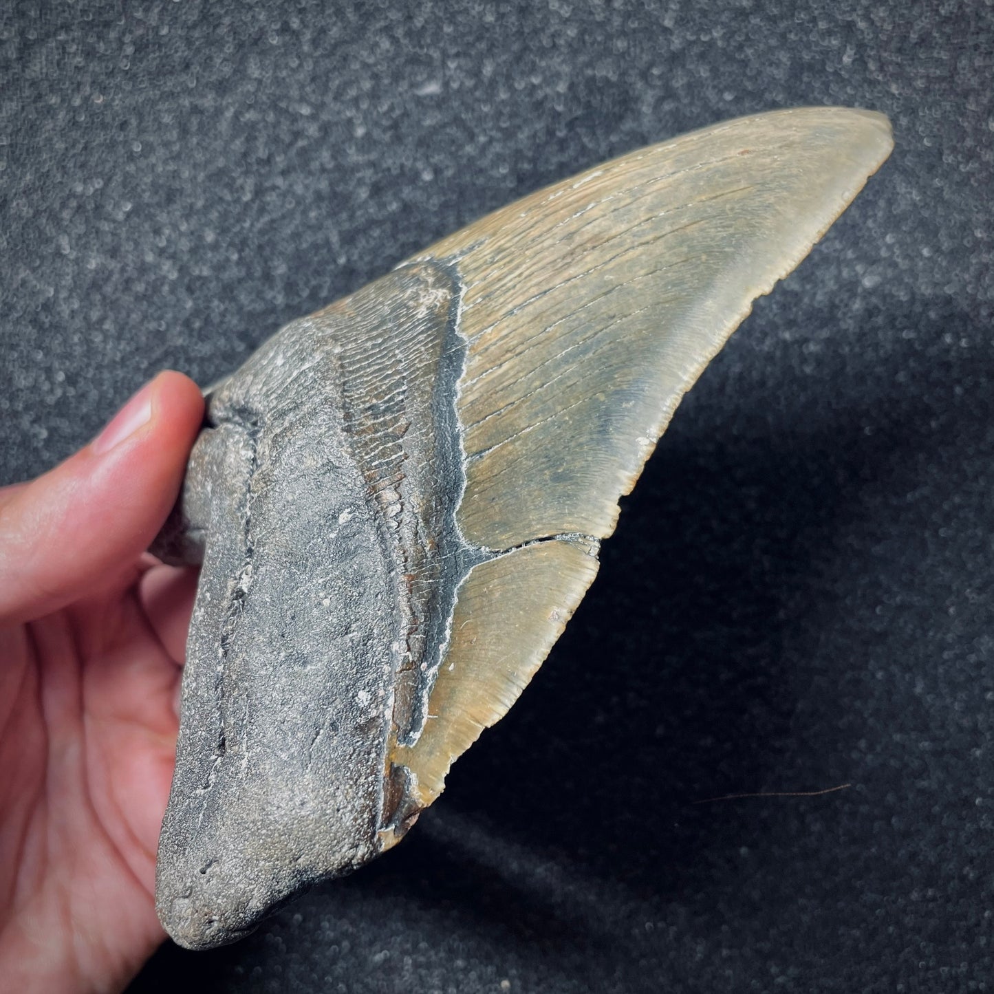 F1848 | Squalo | Otodus megalodon