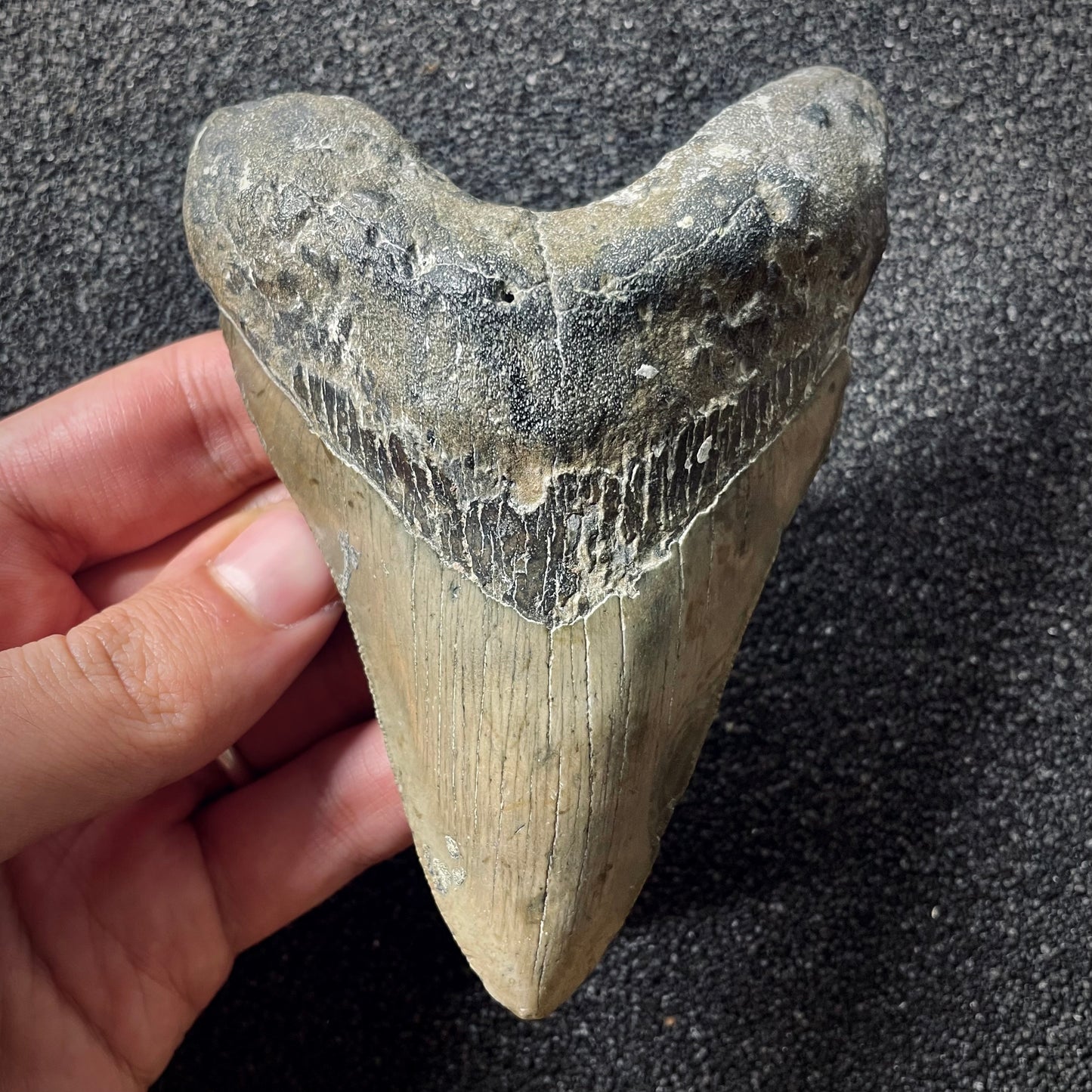 F1997 | Squalo | Otodus megalodon