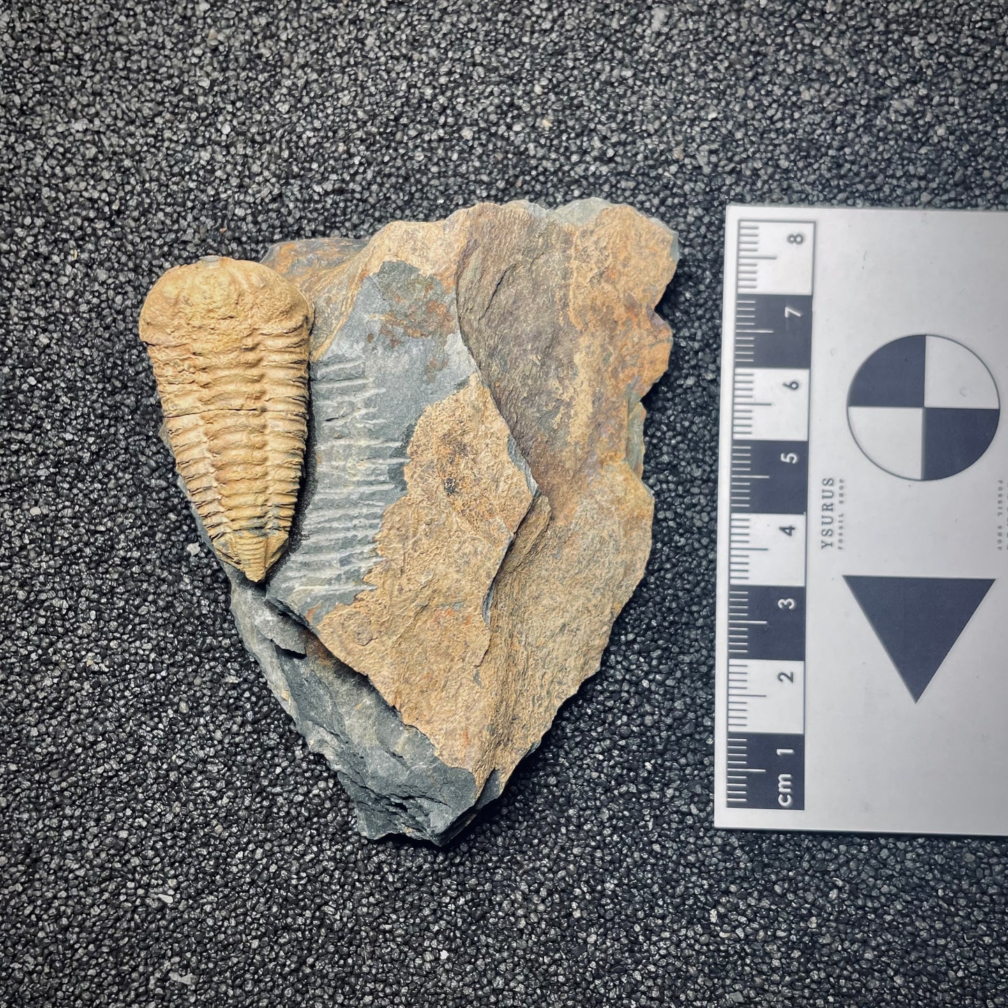 F1602 | Trilobite | Colpocoryphe rouaulti